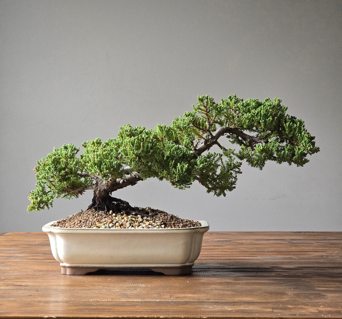 Semi Cascade Large Juniper Bonsai