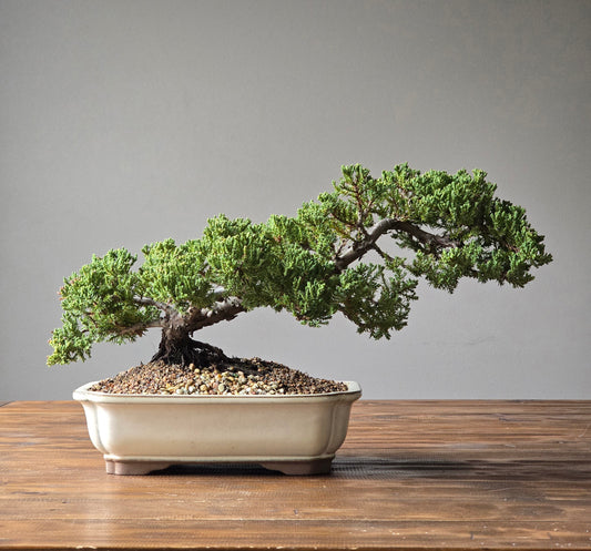 Semi Cascade Large Juniper Bonsai