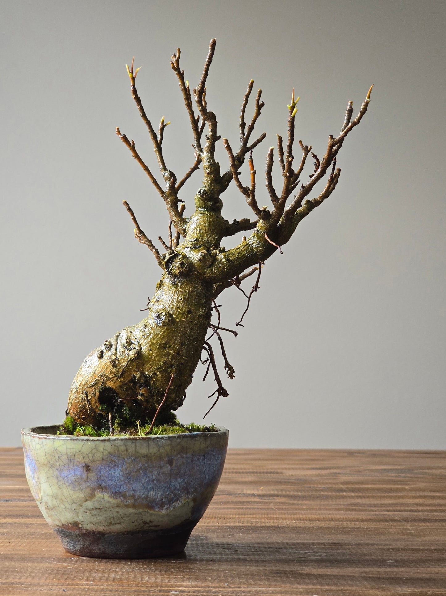 Advanced Ficus Rubiginosa (Port Jackson Fig) Bonsai in handmade pot