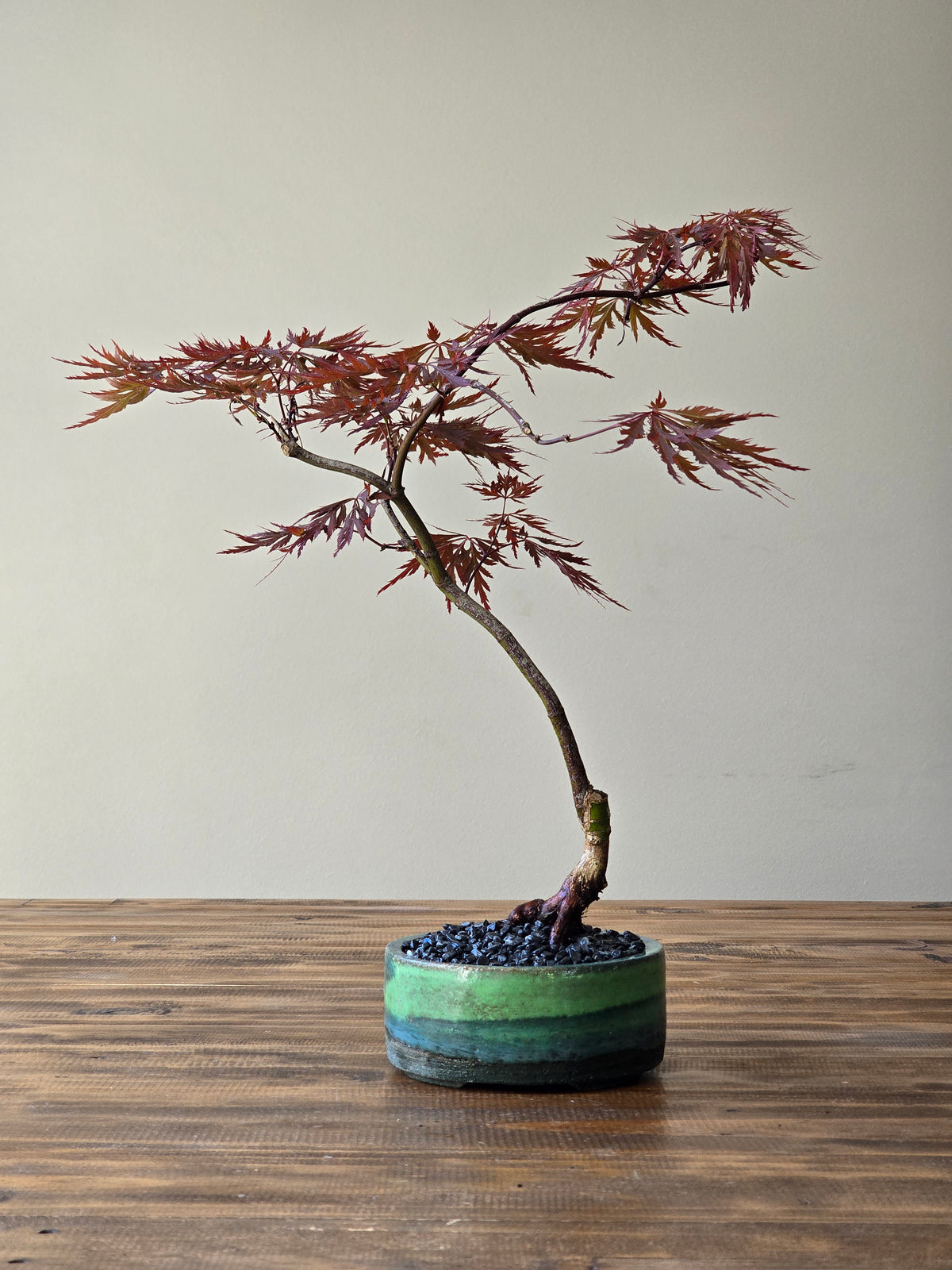 Japanese Maple "Baldsmith" handmade pot