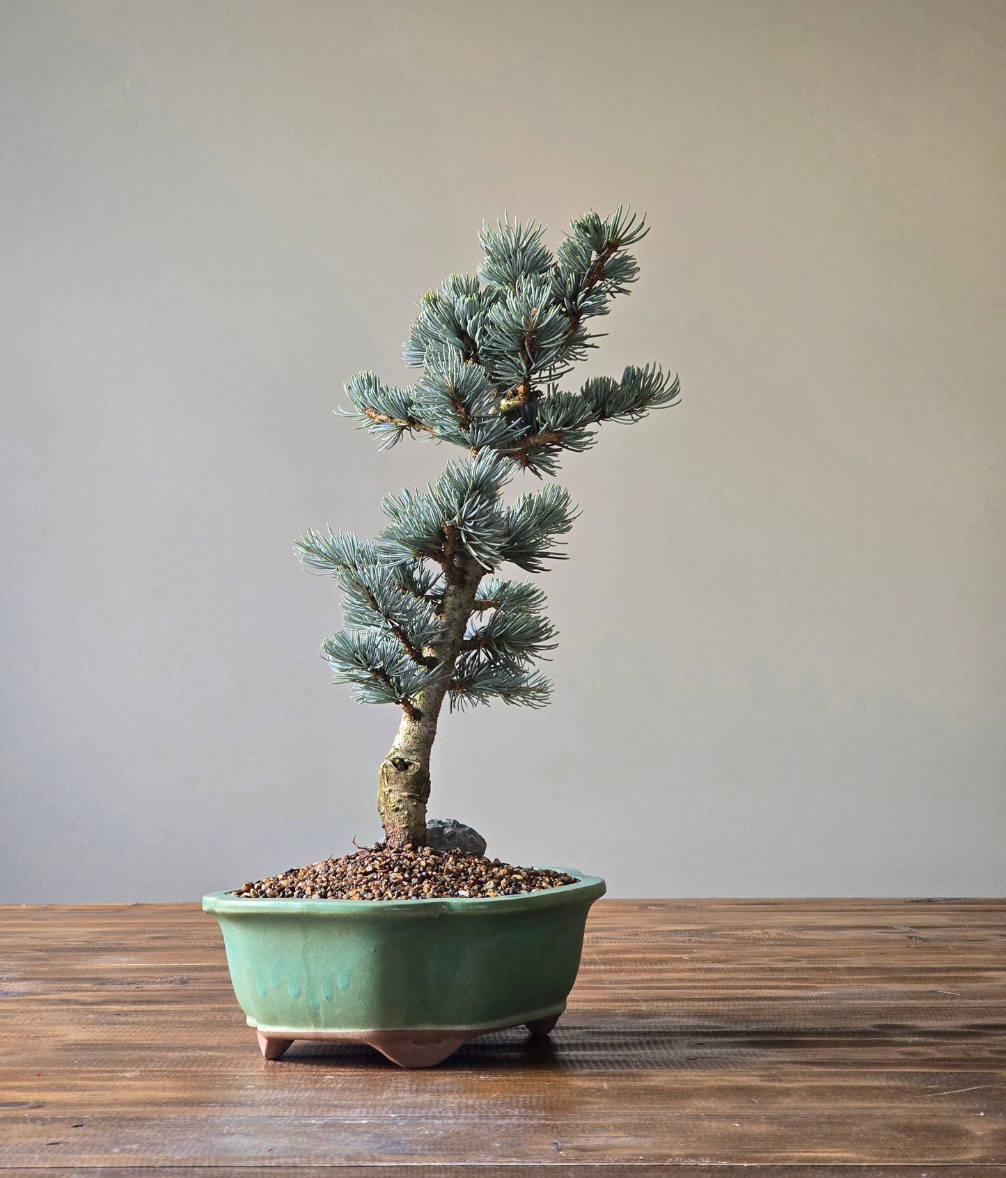 Atlantic Blue Cedar Bonsai