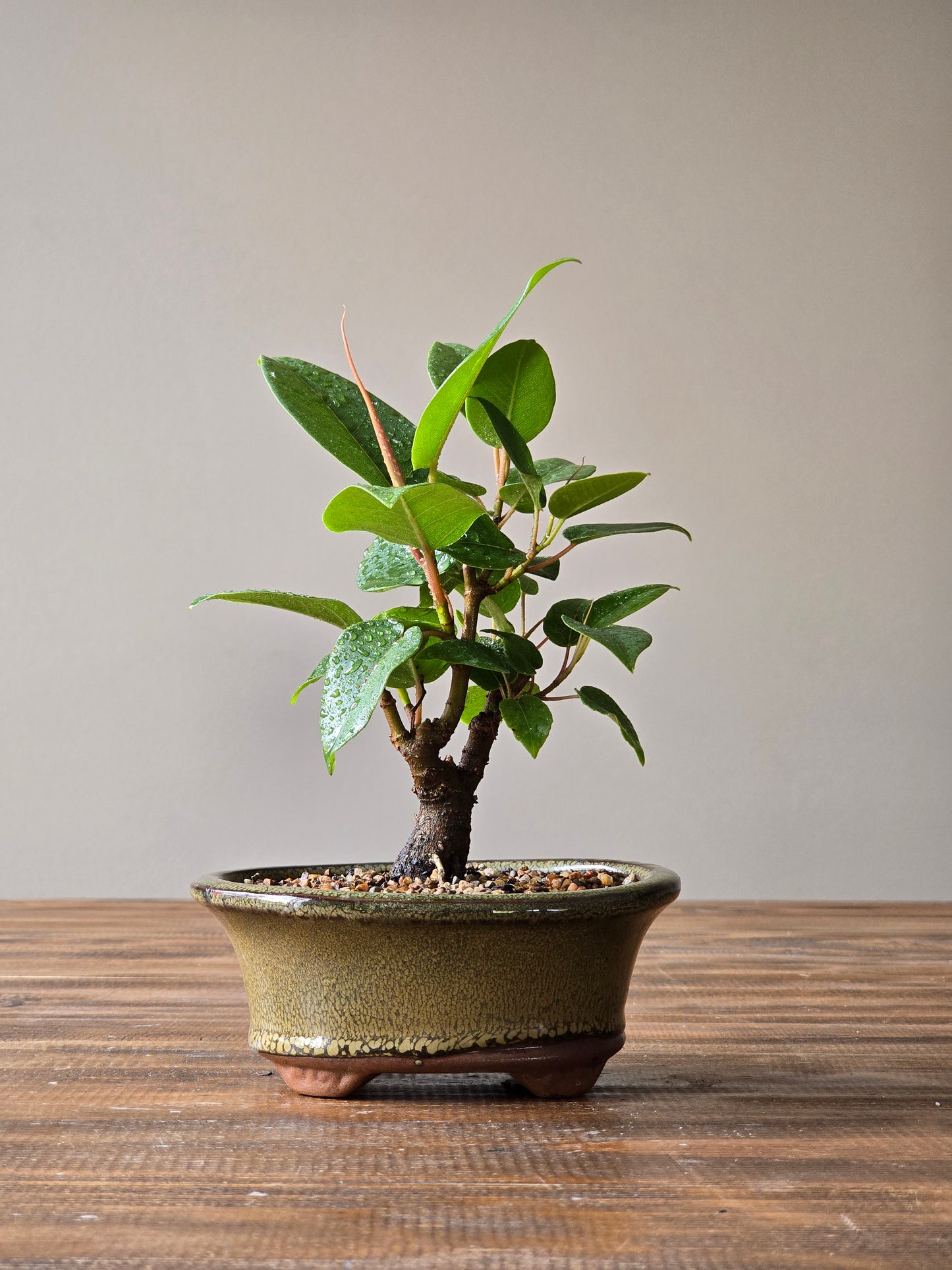 Ficus Rubiginosa (Port Jackson Fig) Bonsai Starter