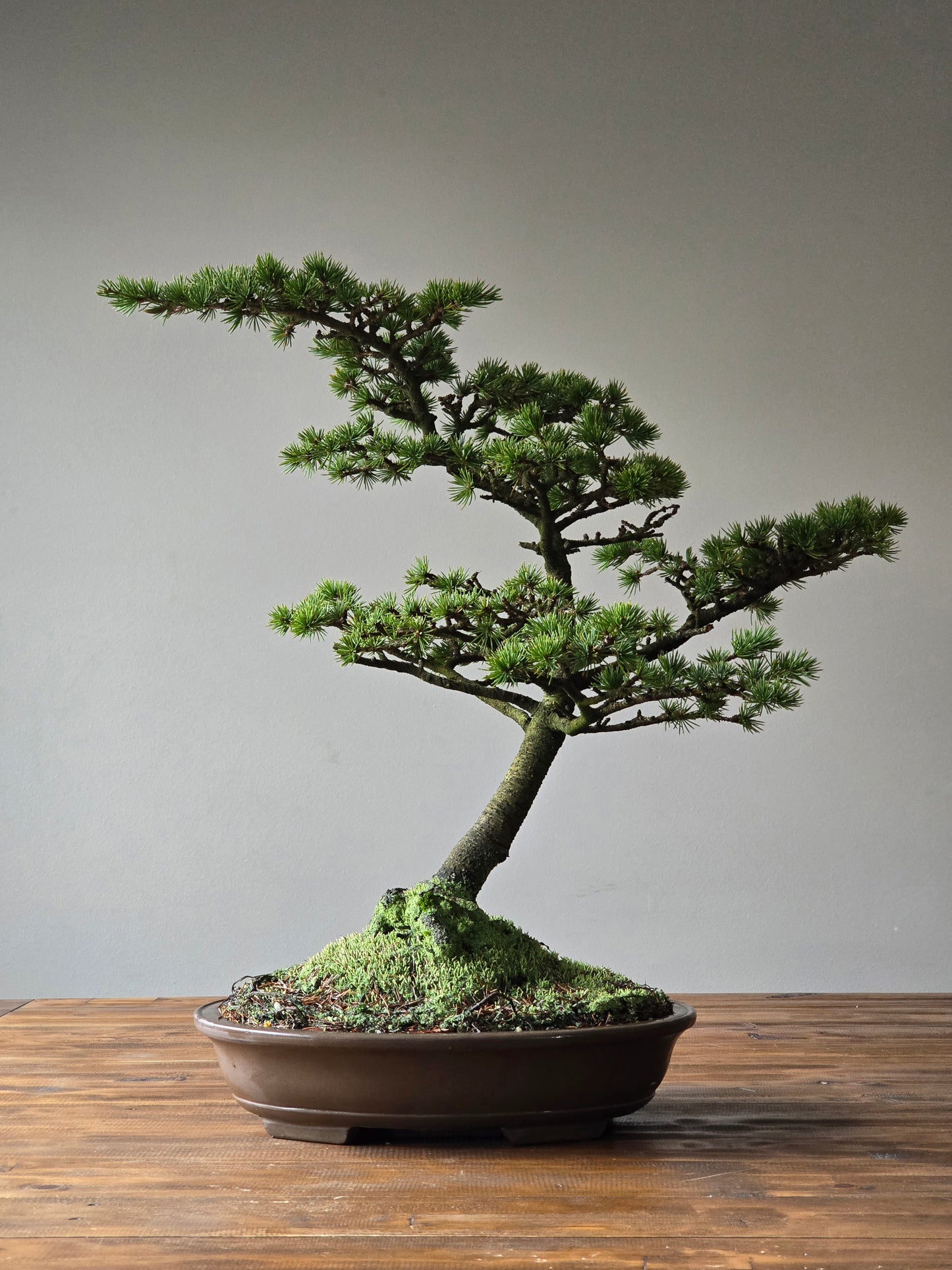 Large Cedar Bonsai, Cedrus Atlantica