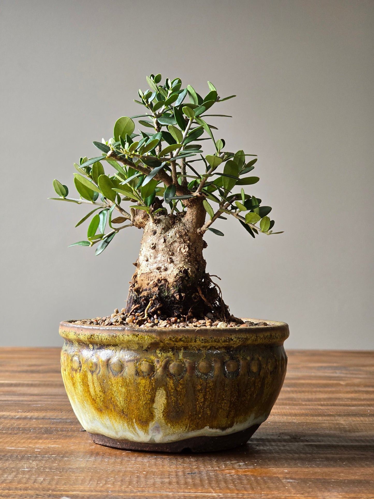 Olive Bonsai in Handmade Pot