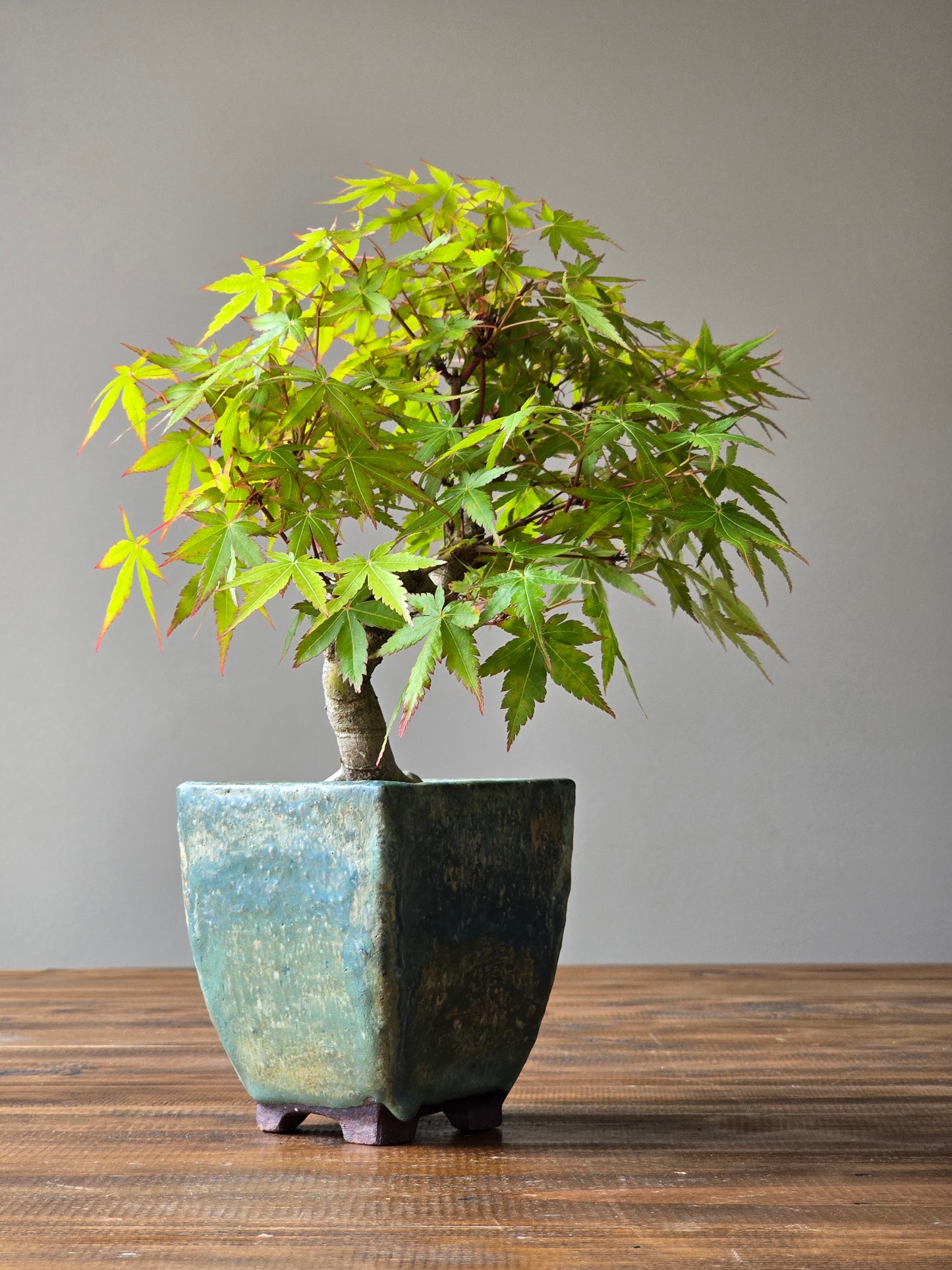 Semi Cascade Coral Bark Japanese Maple with handmade pot