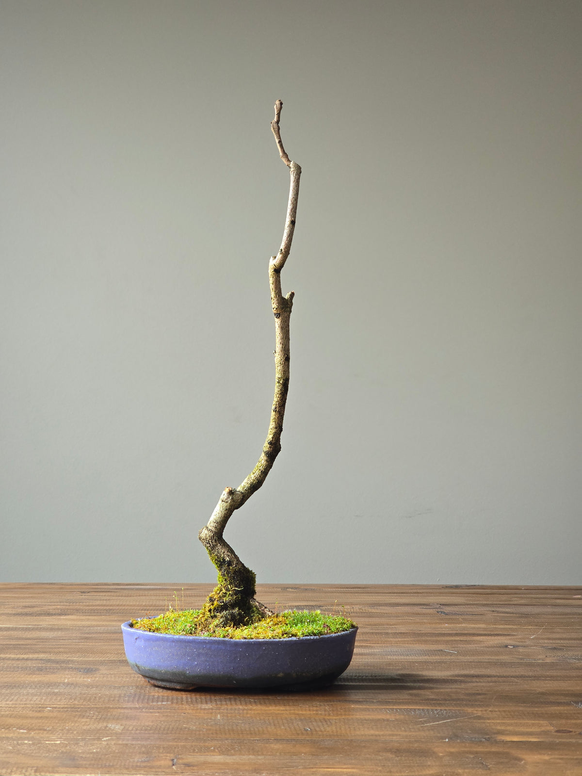 Jacaranda Bonsai with handmade pot