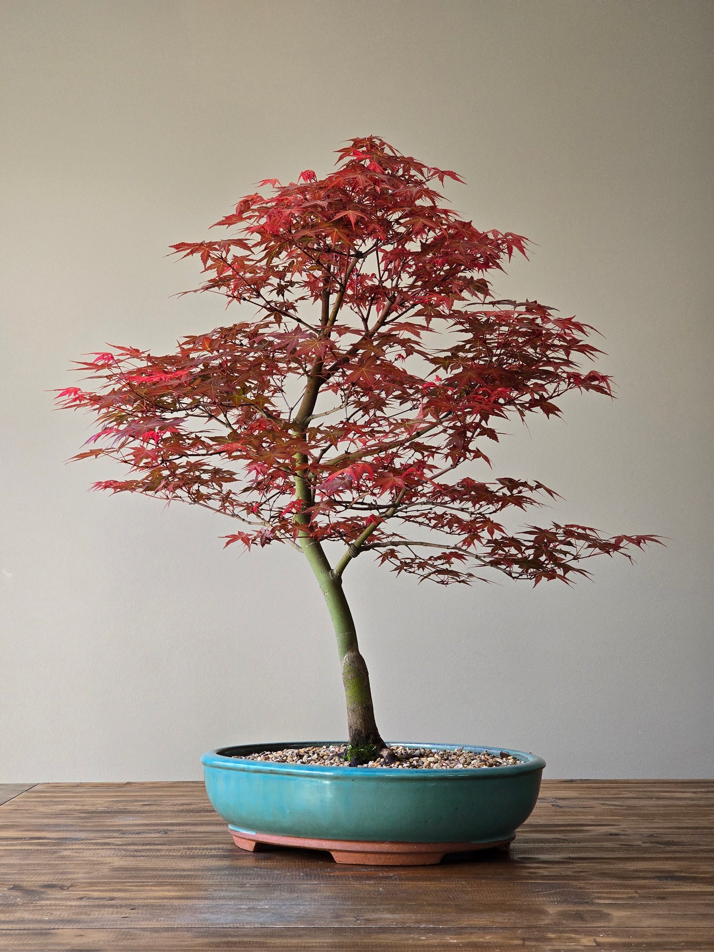 Large Shindeshojo (PICKUP ONLY, Layby Available)