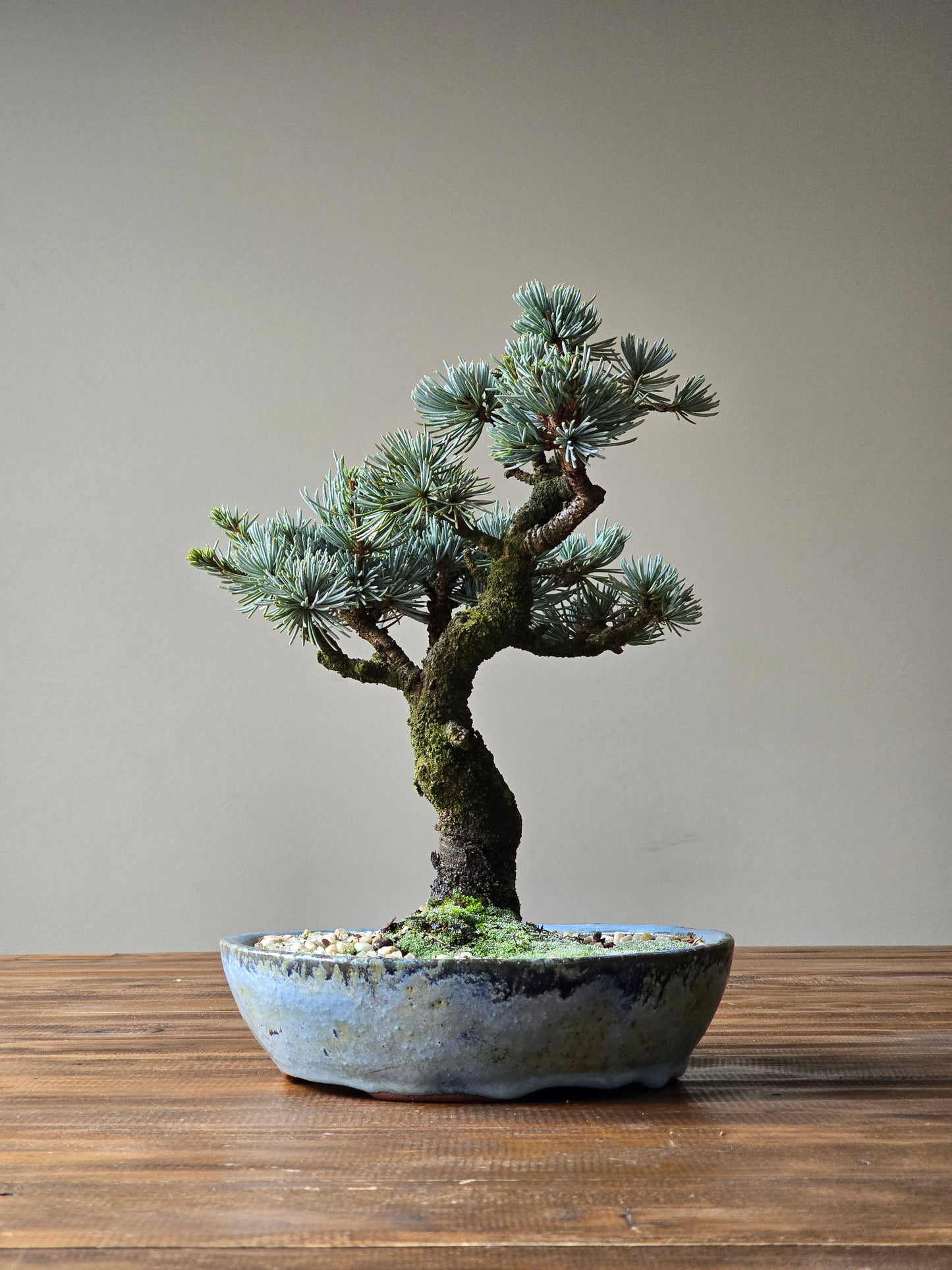Atlantic Blue Cedar Bonsai