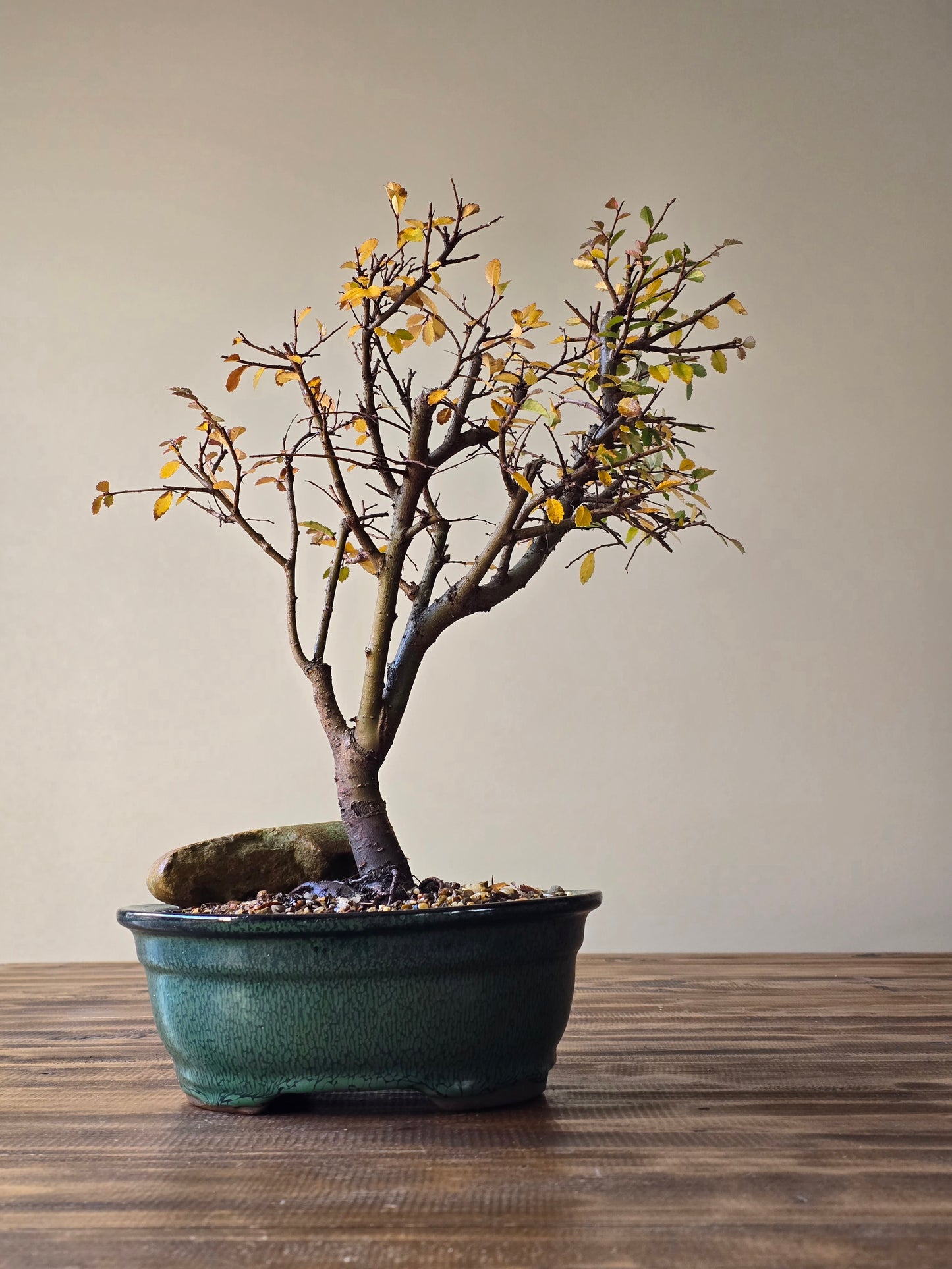Large Chinese Elm Bonsai #01