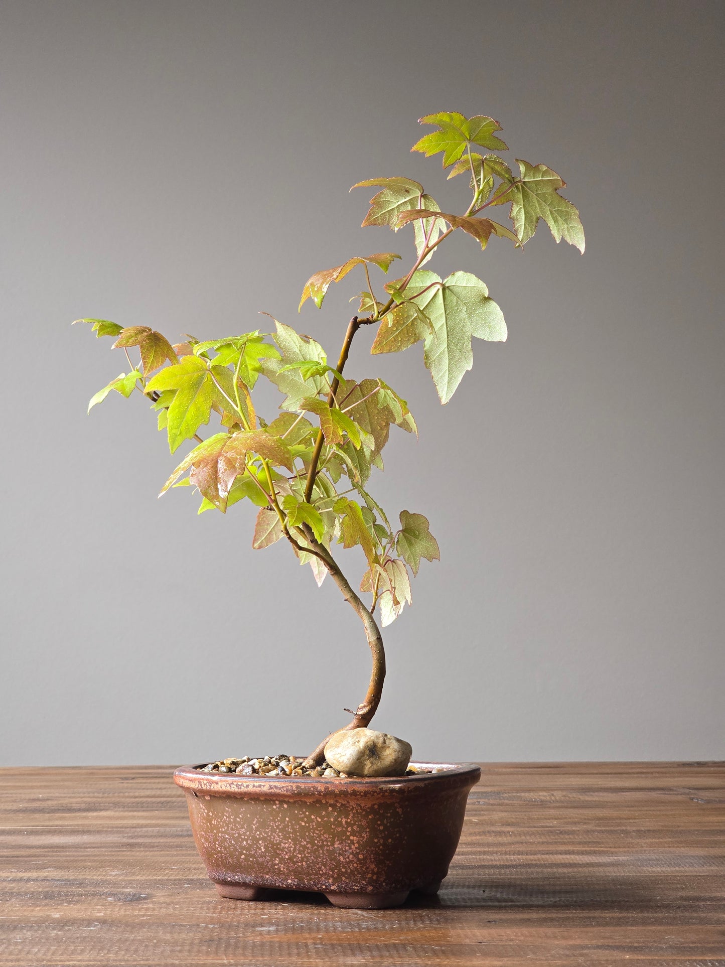 American Sweetgum Bonsai