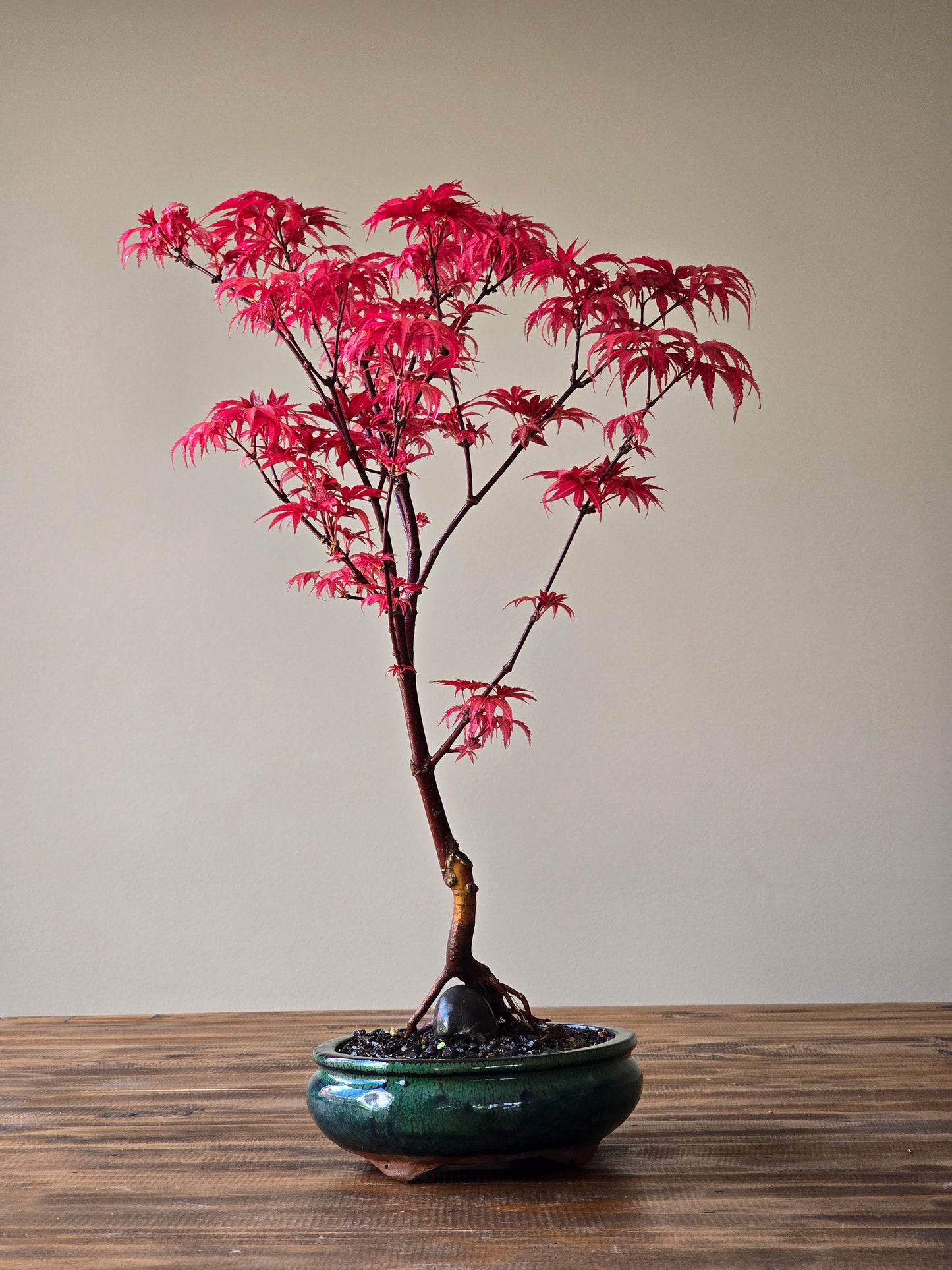 Skeeter's Broom Japanese Maple Bonsai