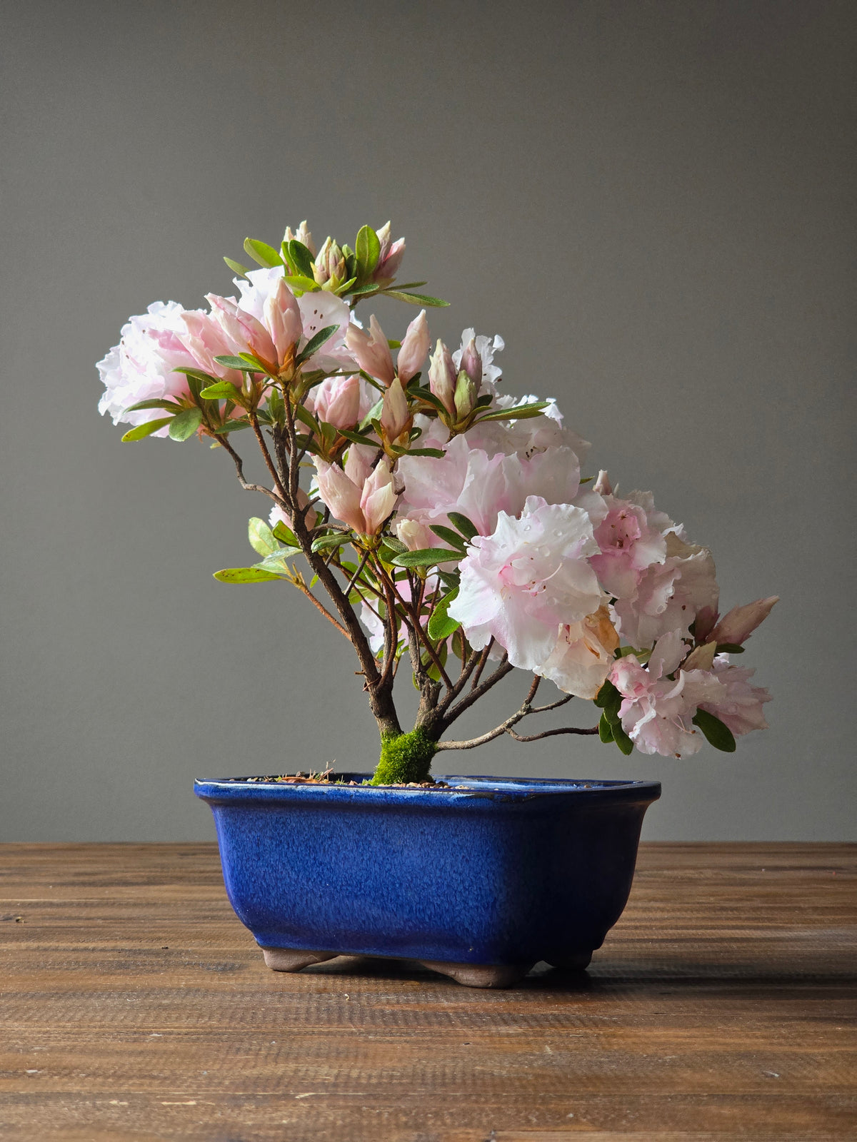 Azalea Bonsai