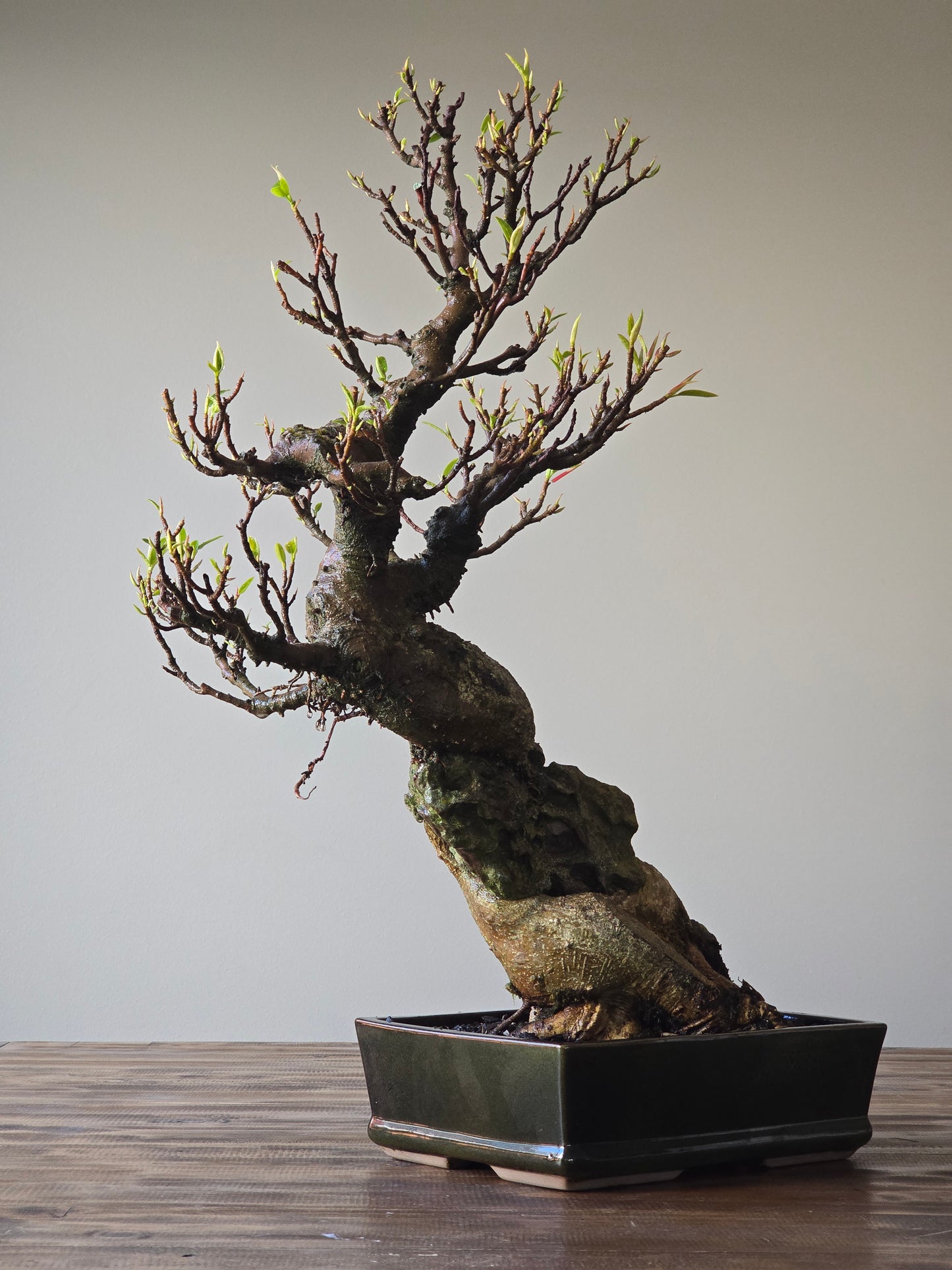 Root-Over-Rock Advanced Ficus Rubiginosa (Port Jackson Fig) Lay-by Available
