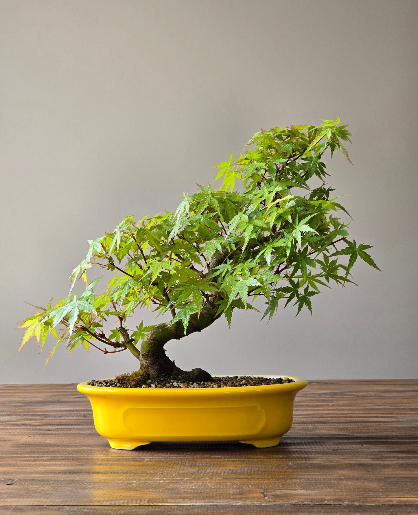 Advanced Japanese Maple Bonsai, Yellow Pot (Lay-by Available)