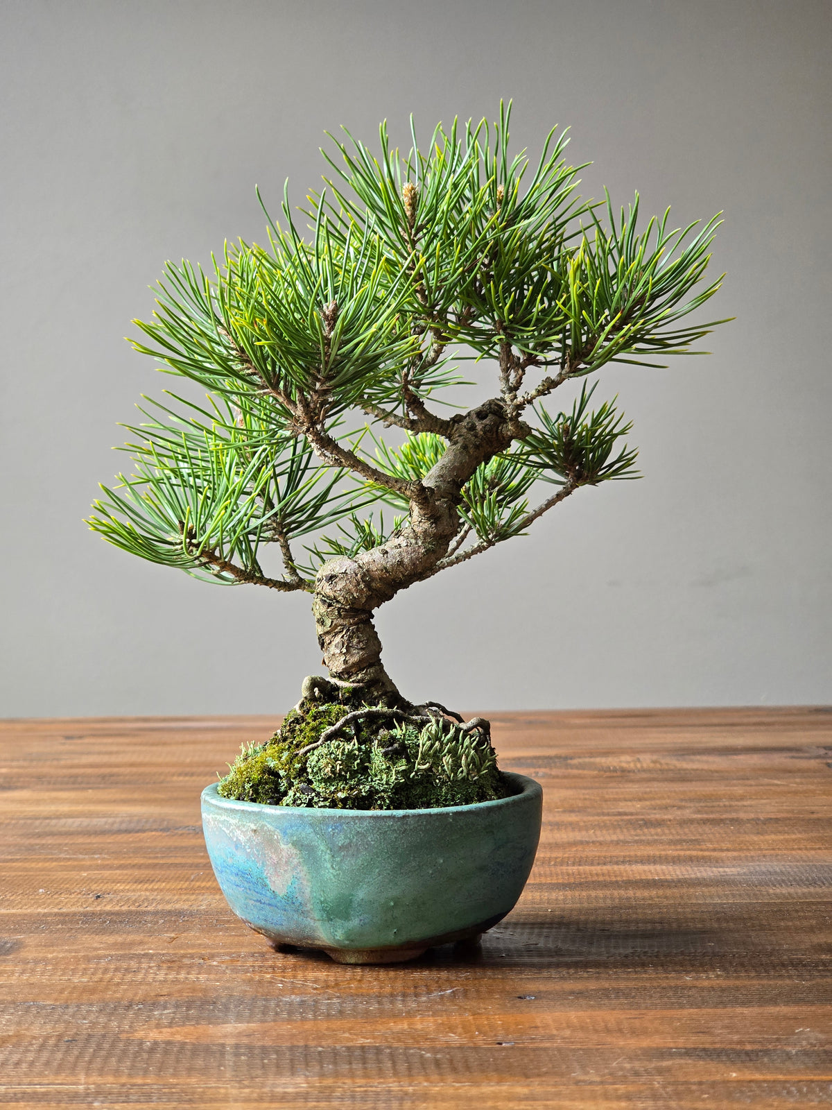 Shohin Japanese Black Pine, handmade pot