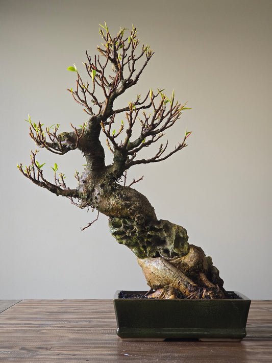 Root-Over-Rock Advanced Ficus Rubiginosa (Port Jackson Fig) Lay-by Available