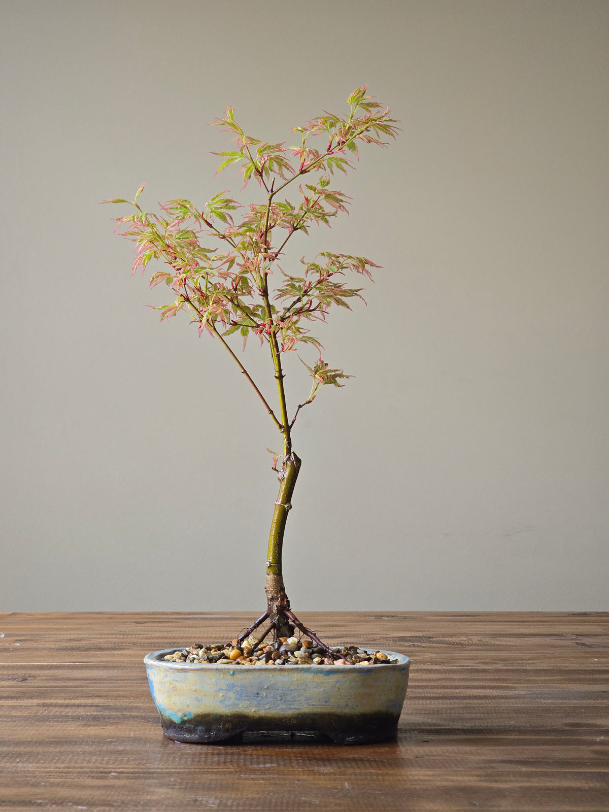 Butterfly Japanese Maple with handmade pot