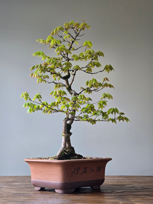 Large Trident Maple Bonsai (PICKUP ONLY)