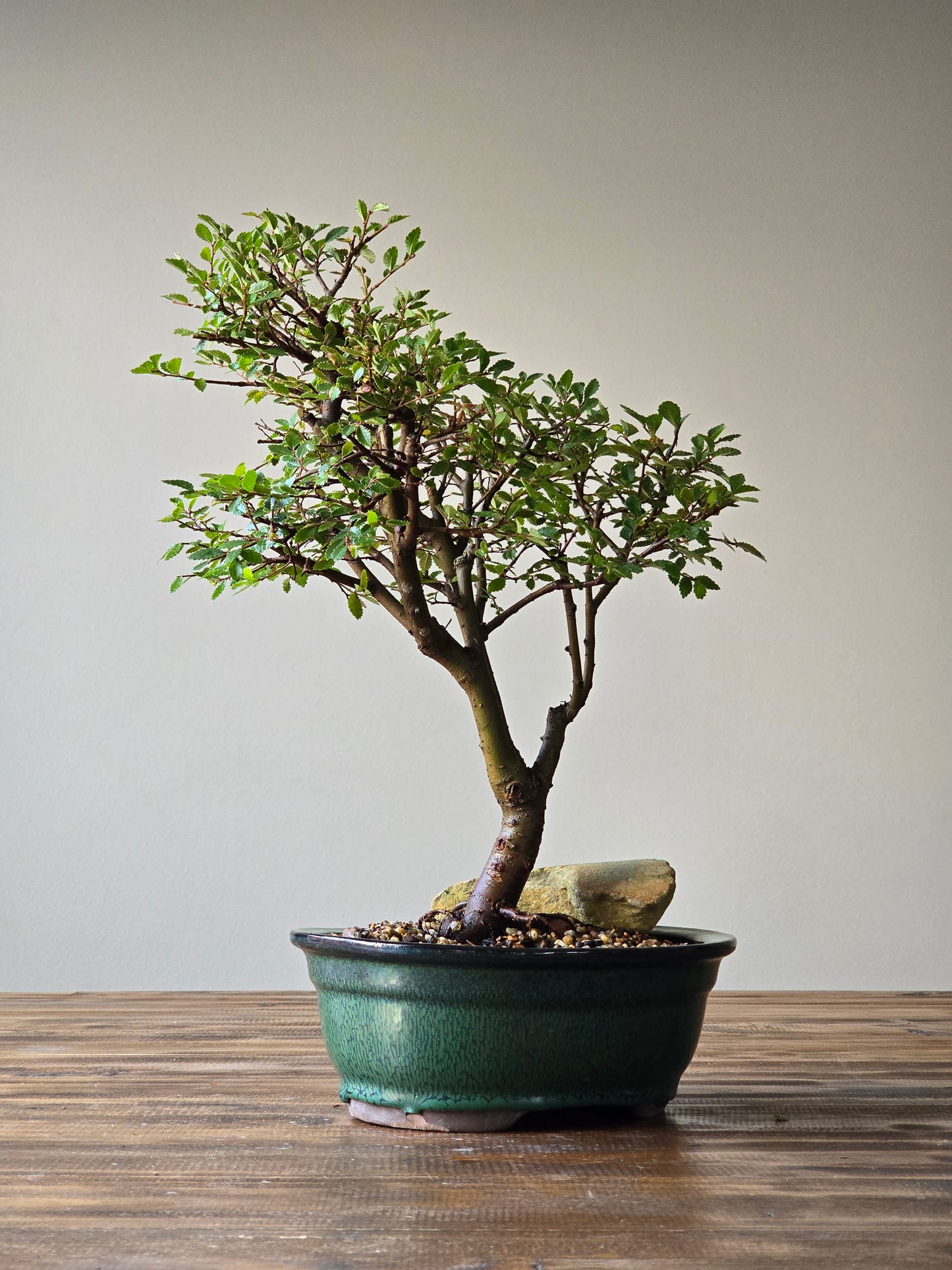 Large Chinese Elm Bonsai