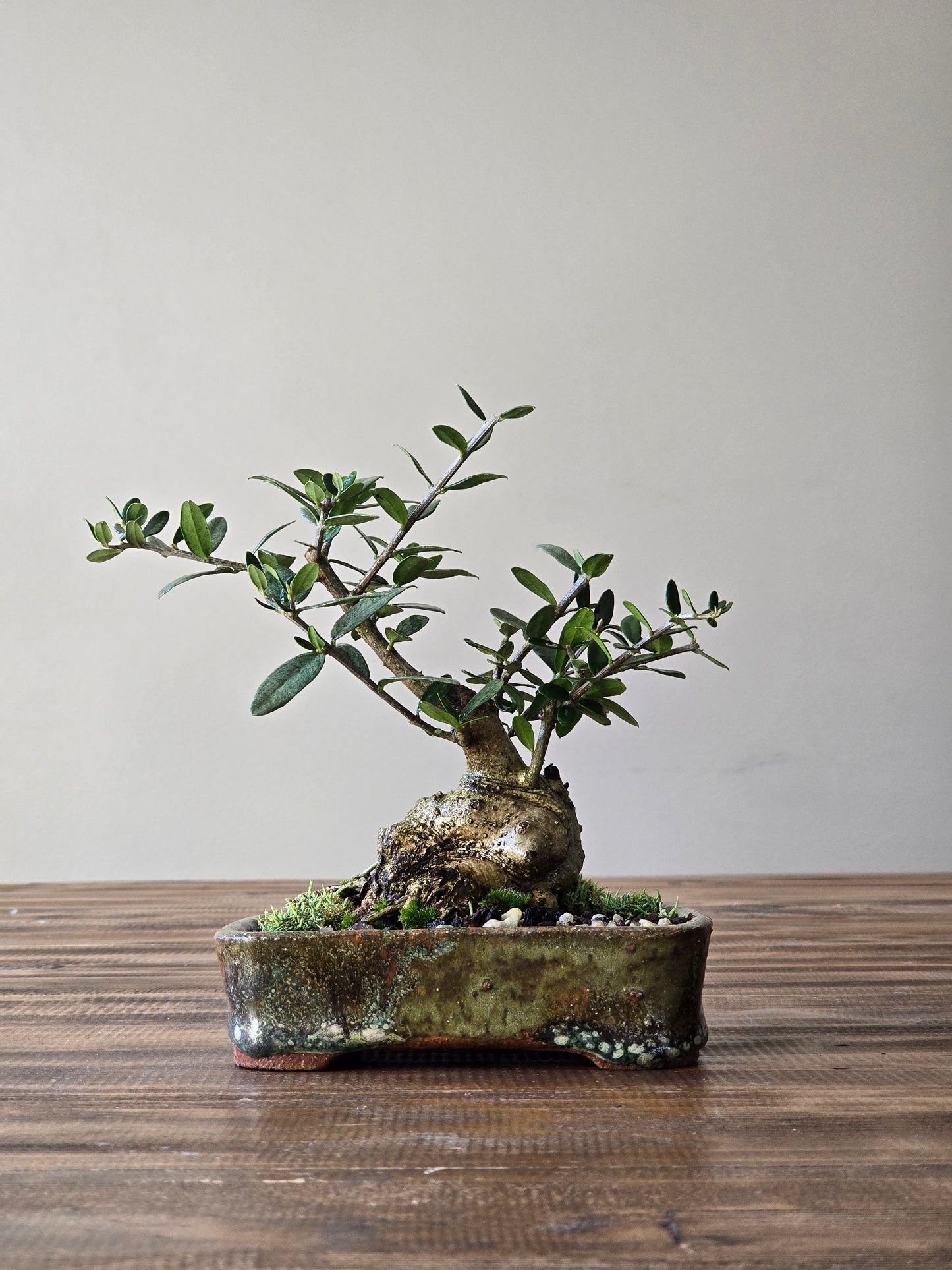 Olive Bonsai in Handmade Pot