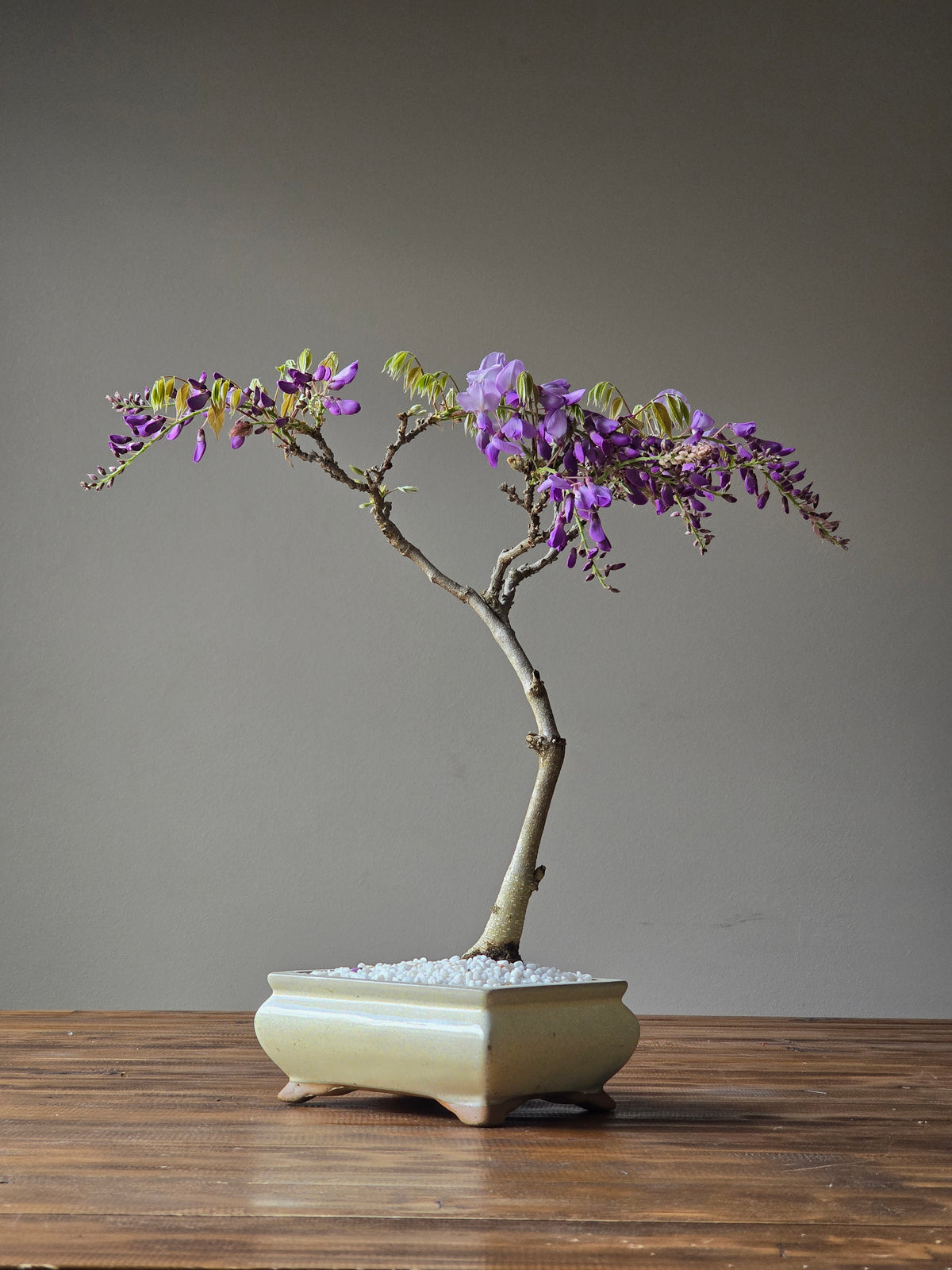 Wisteria Bonsai