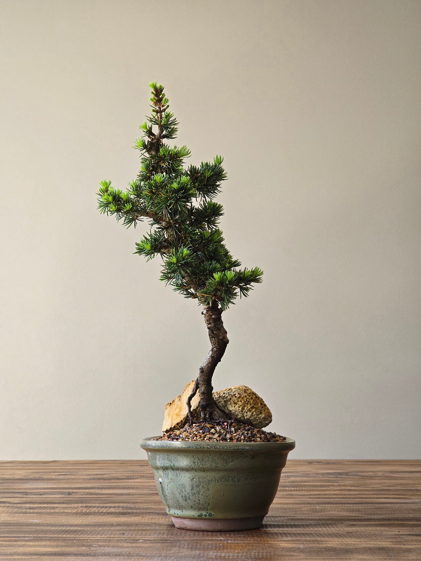 Cedrus Libani (Kenwith) Bonsai