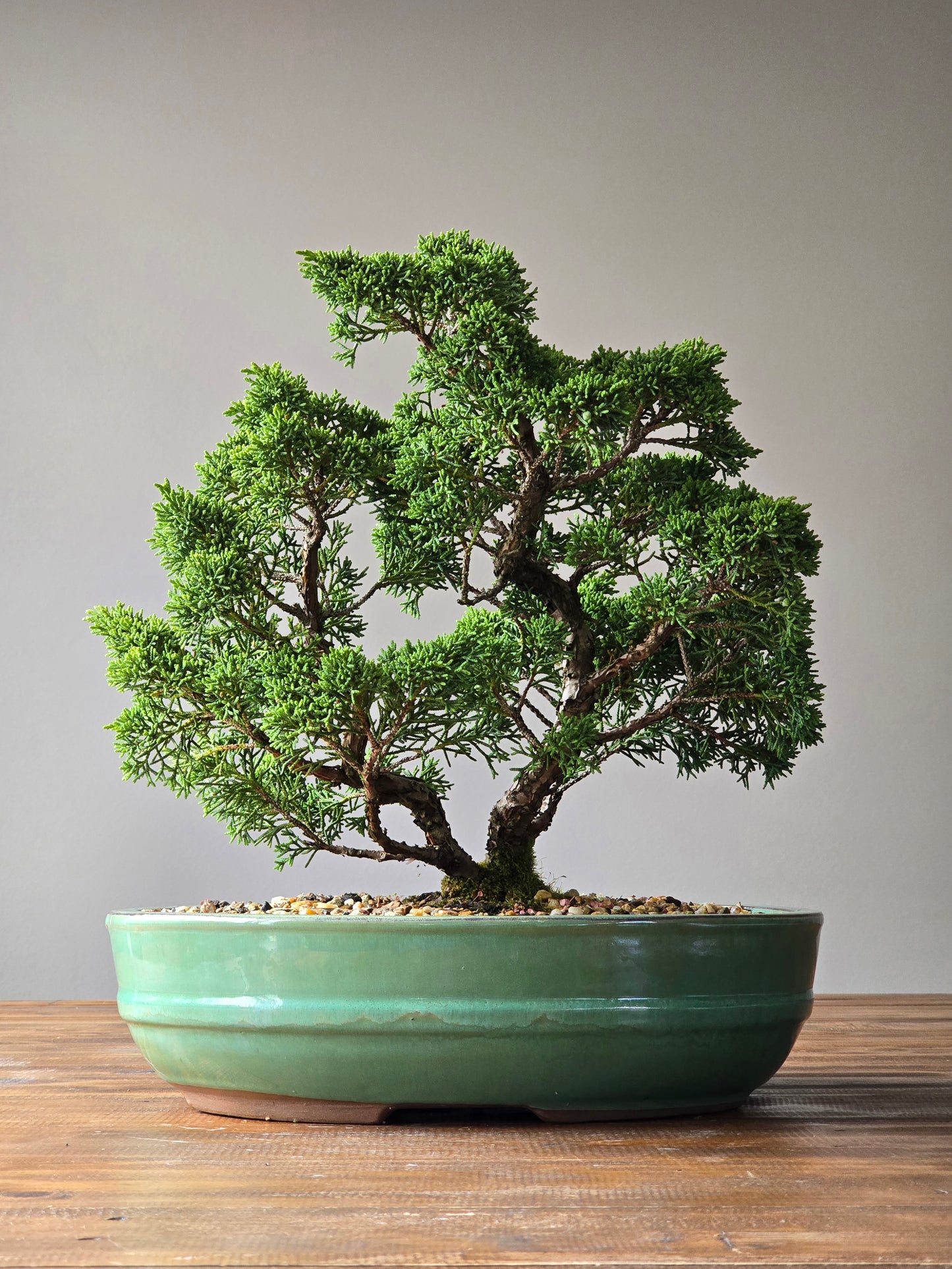 Advanced Twin Trunk Shimpaku Juniper Bonsai (PICKUP ONLY)