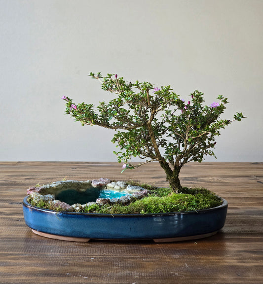 Serissa Bonsai with koi pond