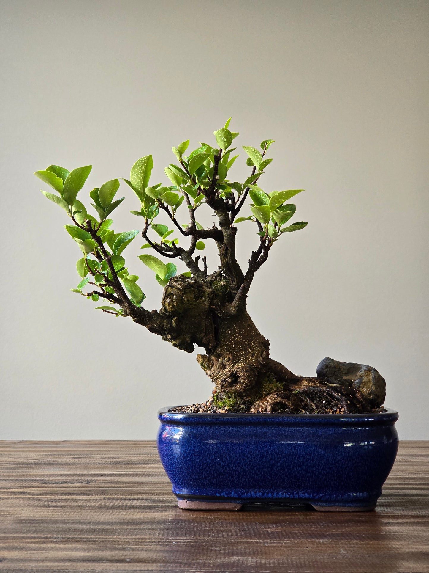 Advanced Tiger Bark Ficus (Rare)