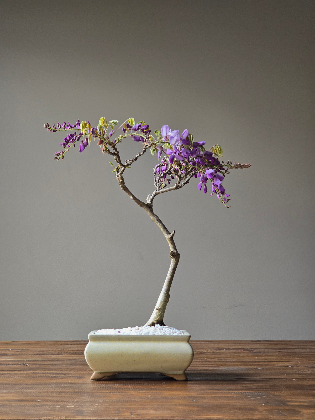 Wisteria Bonsai
