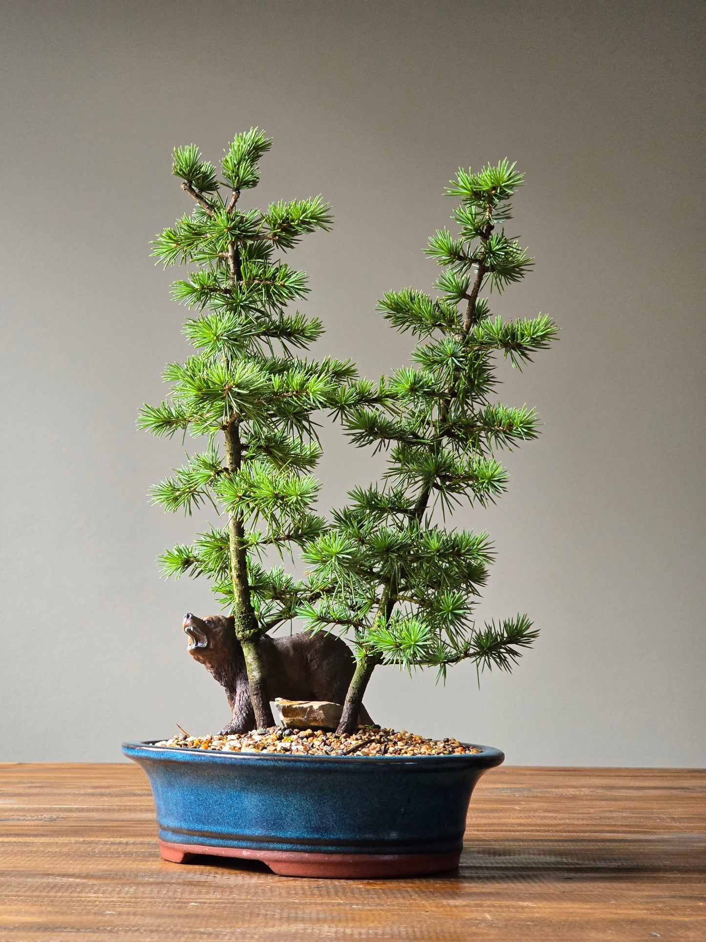 Cedar Bonsai with Bear figurine, Atlas Cedar