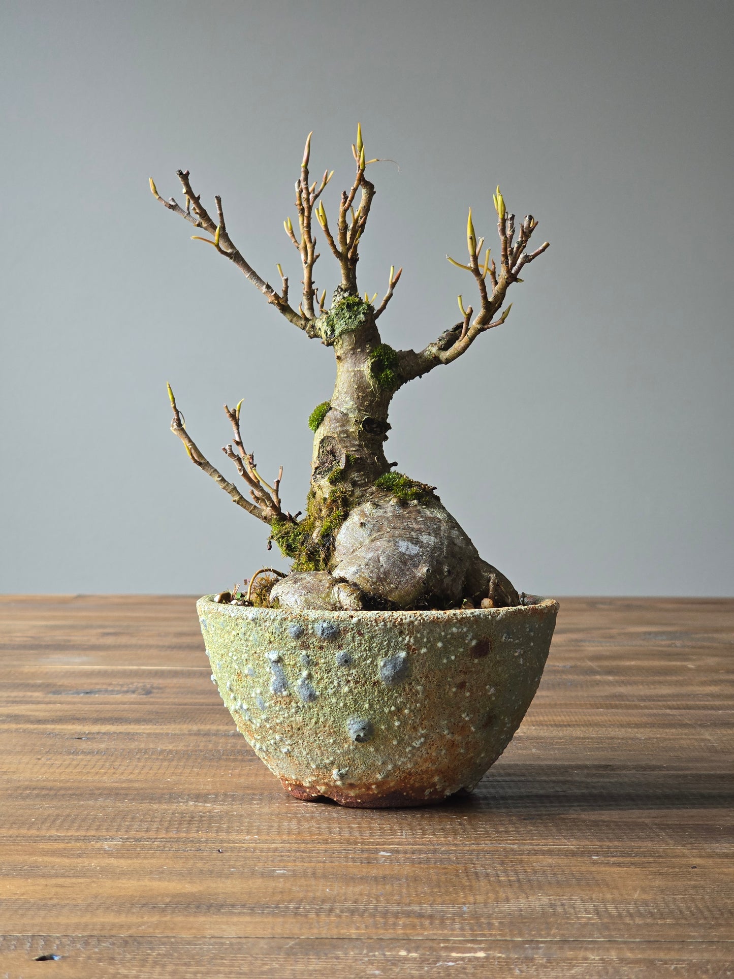 Advanced Ficus Rubiginosa (Port Jackson Fig) Bonsai in handmade pot