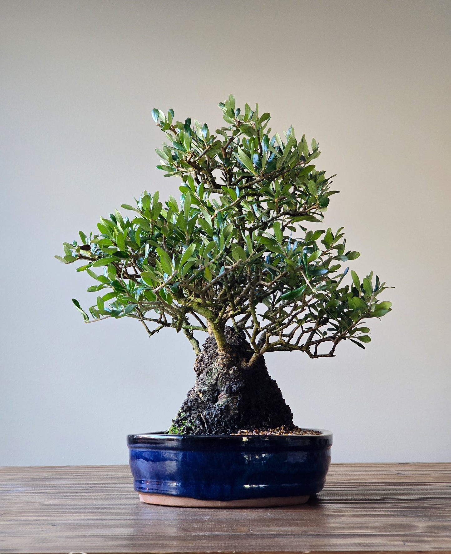 Olive Bonsai (Lay-by available)
