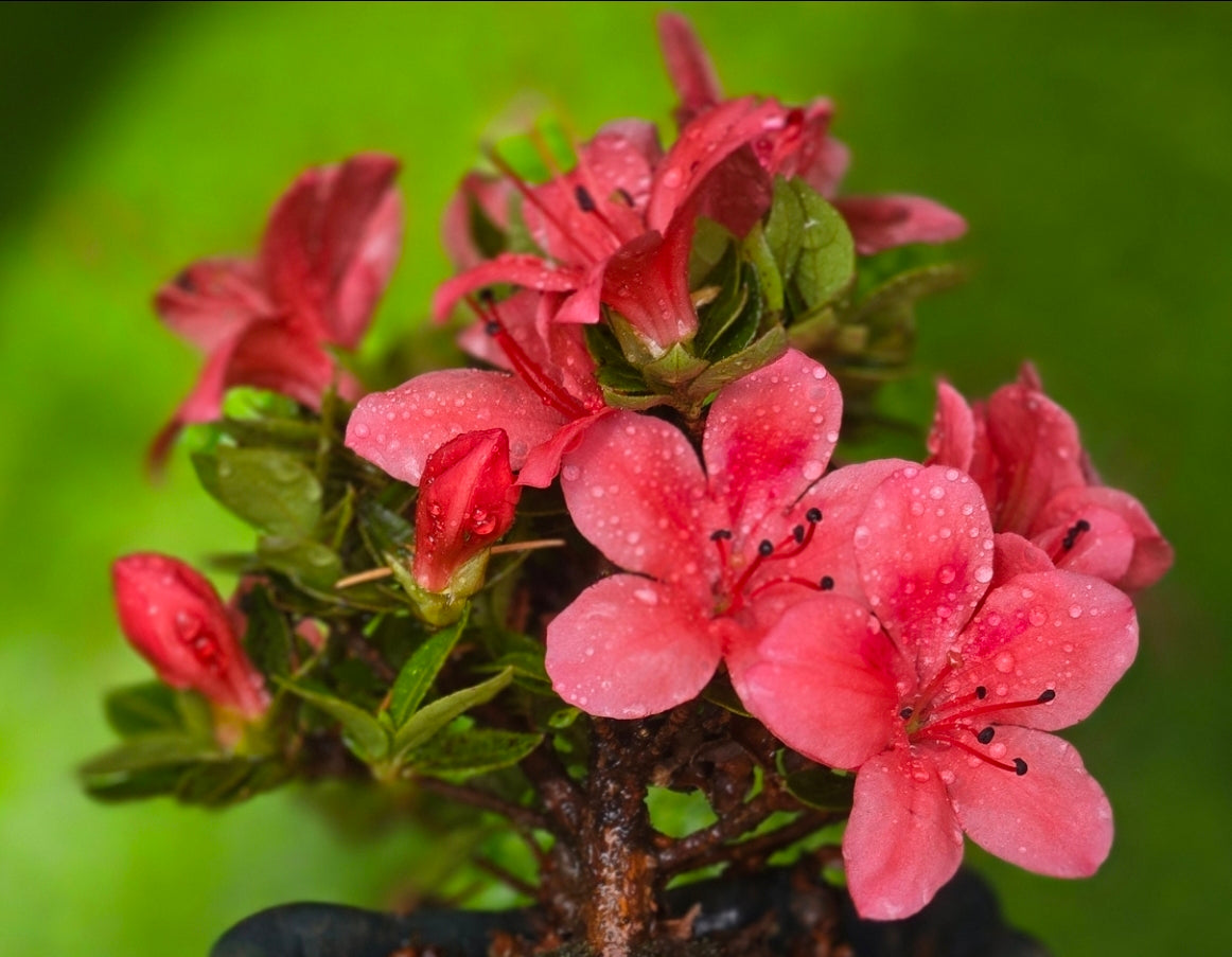 Kurume Azalea Bonsai