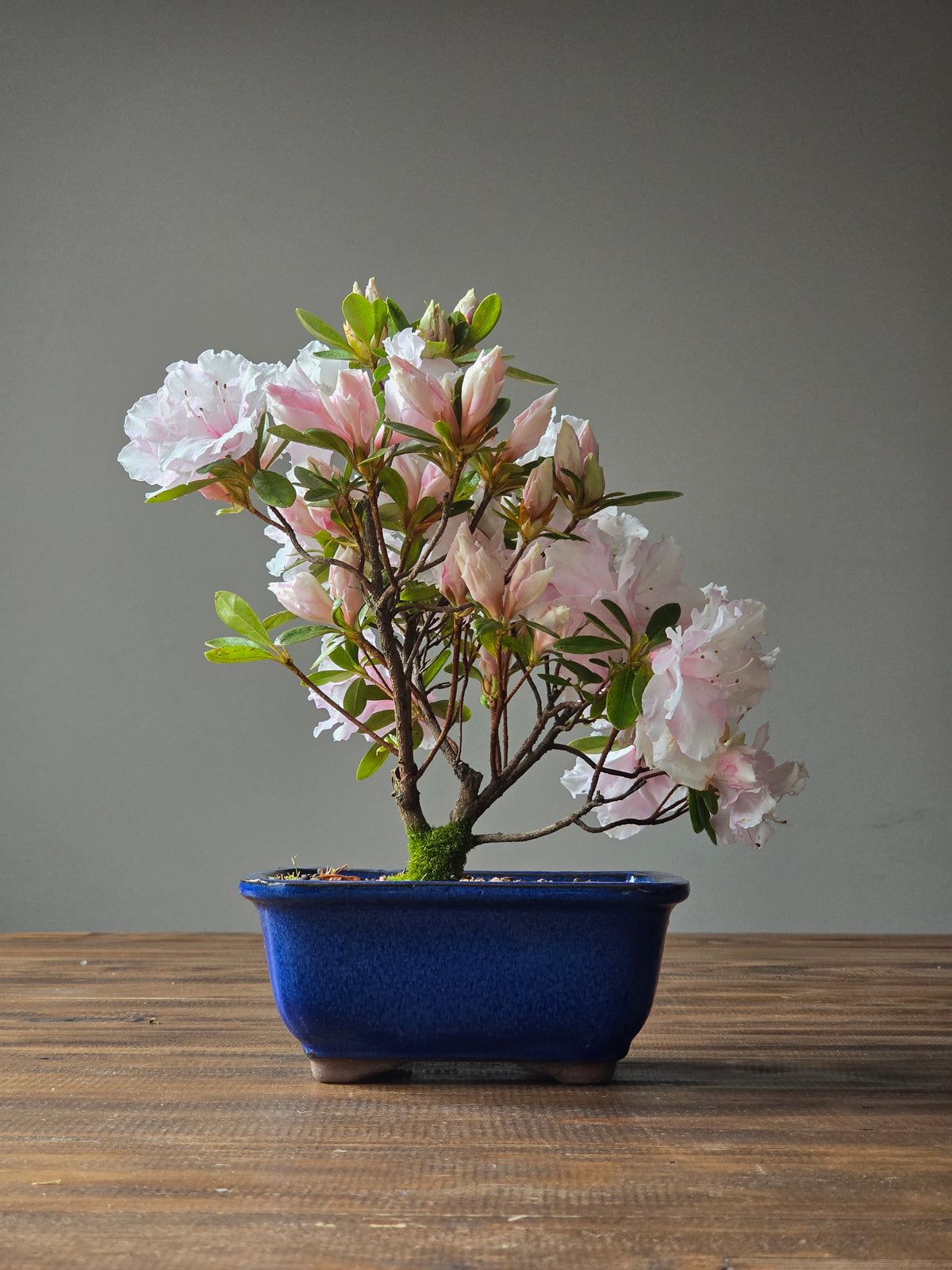 Azalea Bonsai