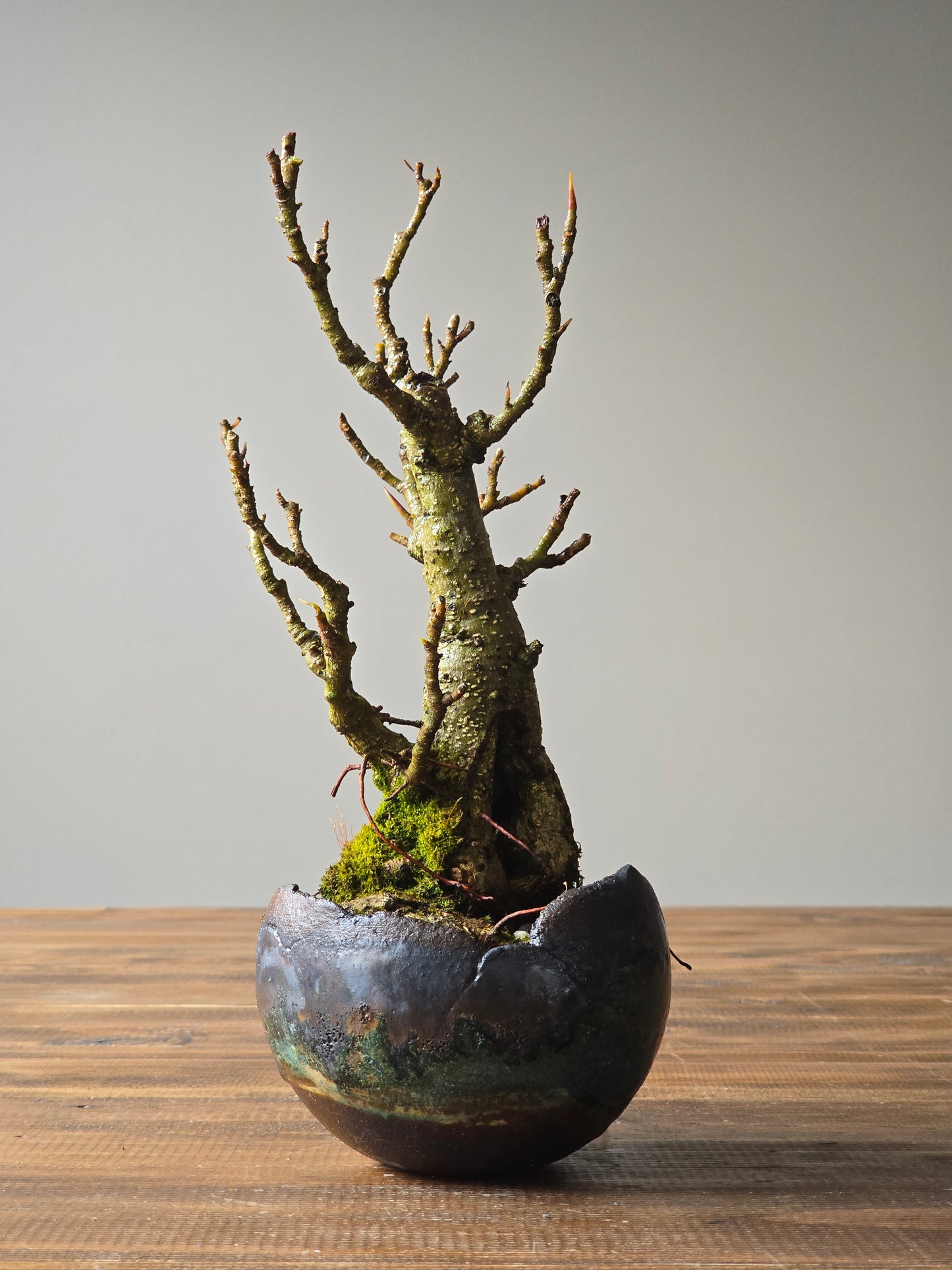 Advanced Ficus Rubiginosa (Port Jackson Fig) Bonsai in handmade pot