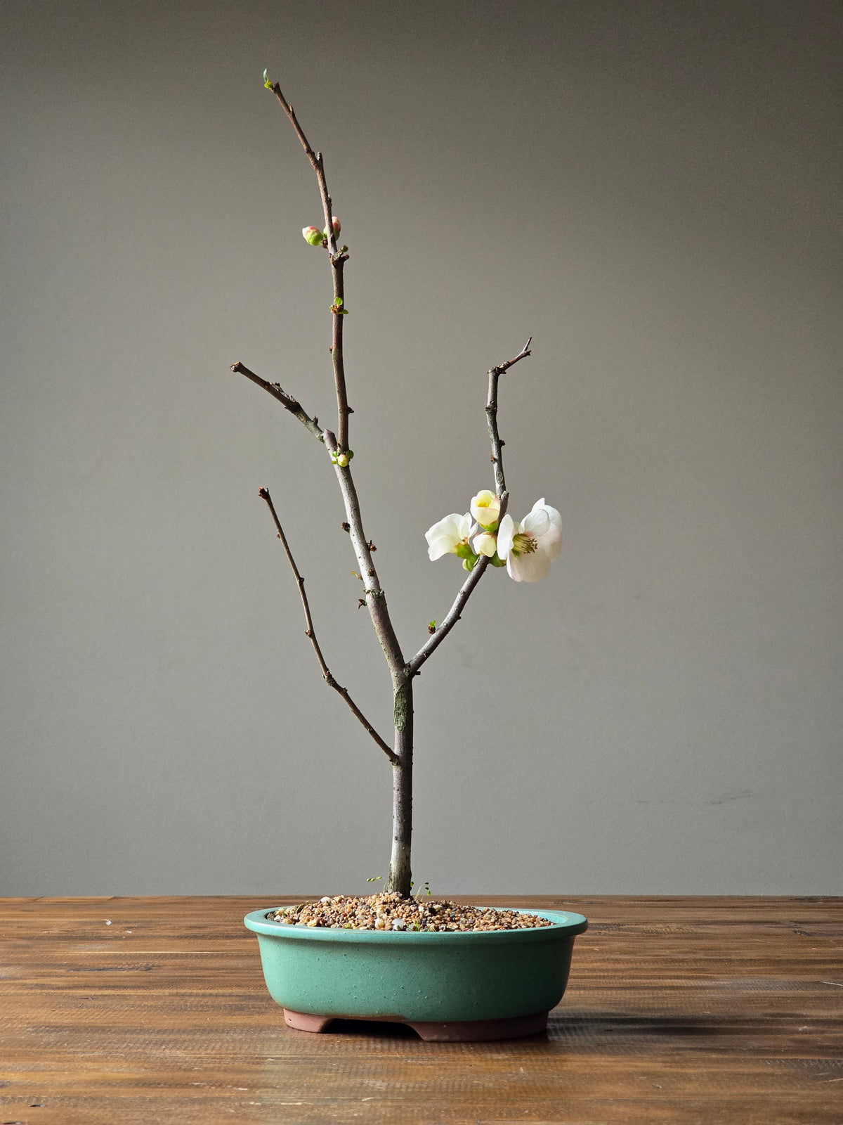 Quince Bonsai