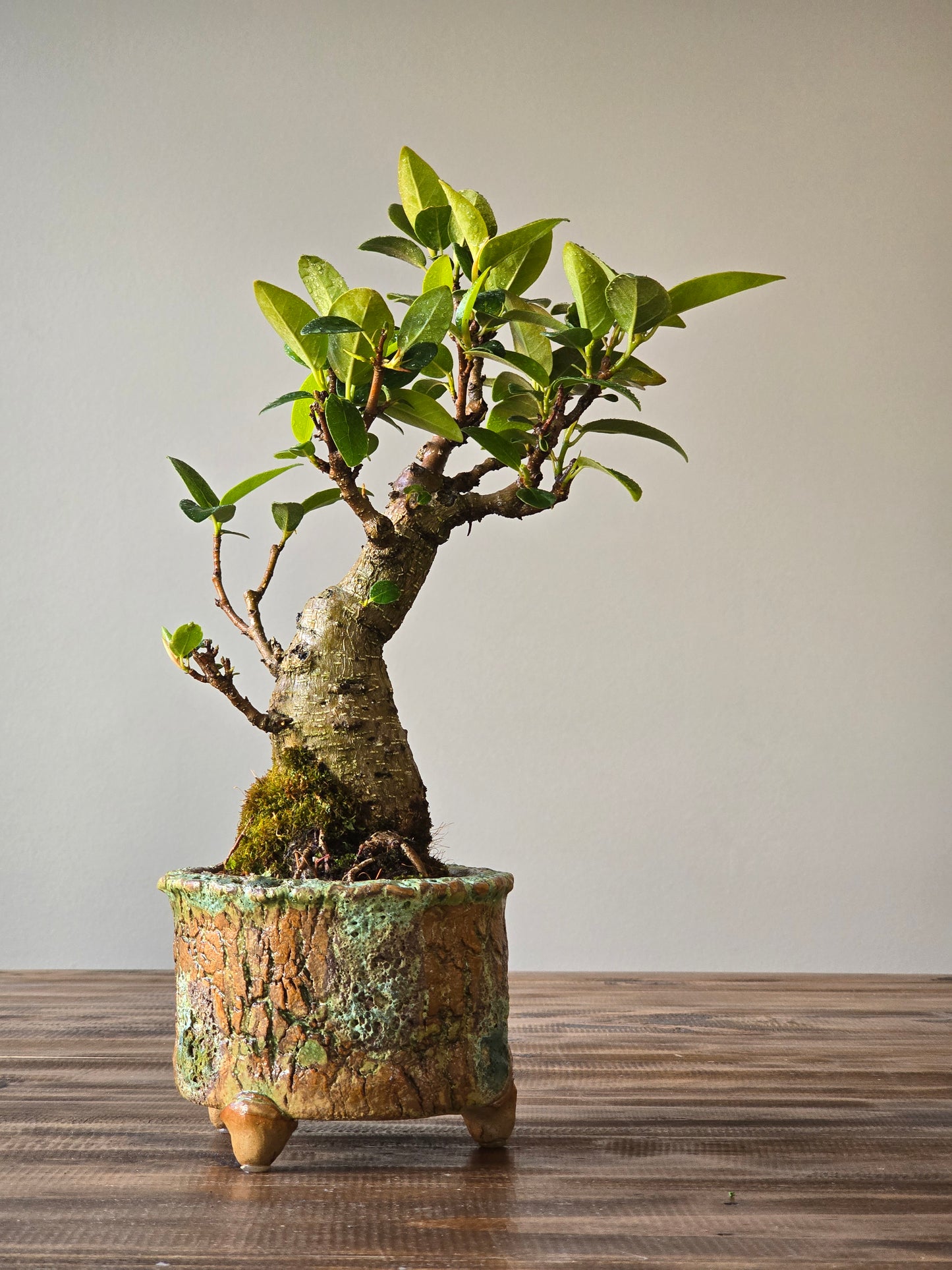 Ficus Rubiginosa (Port Jackson Fig)  Bonsai