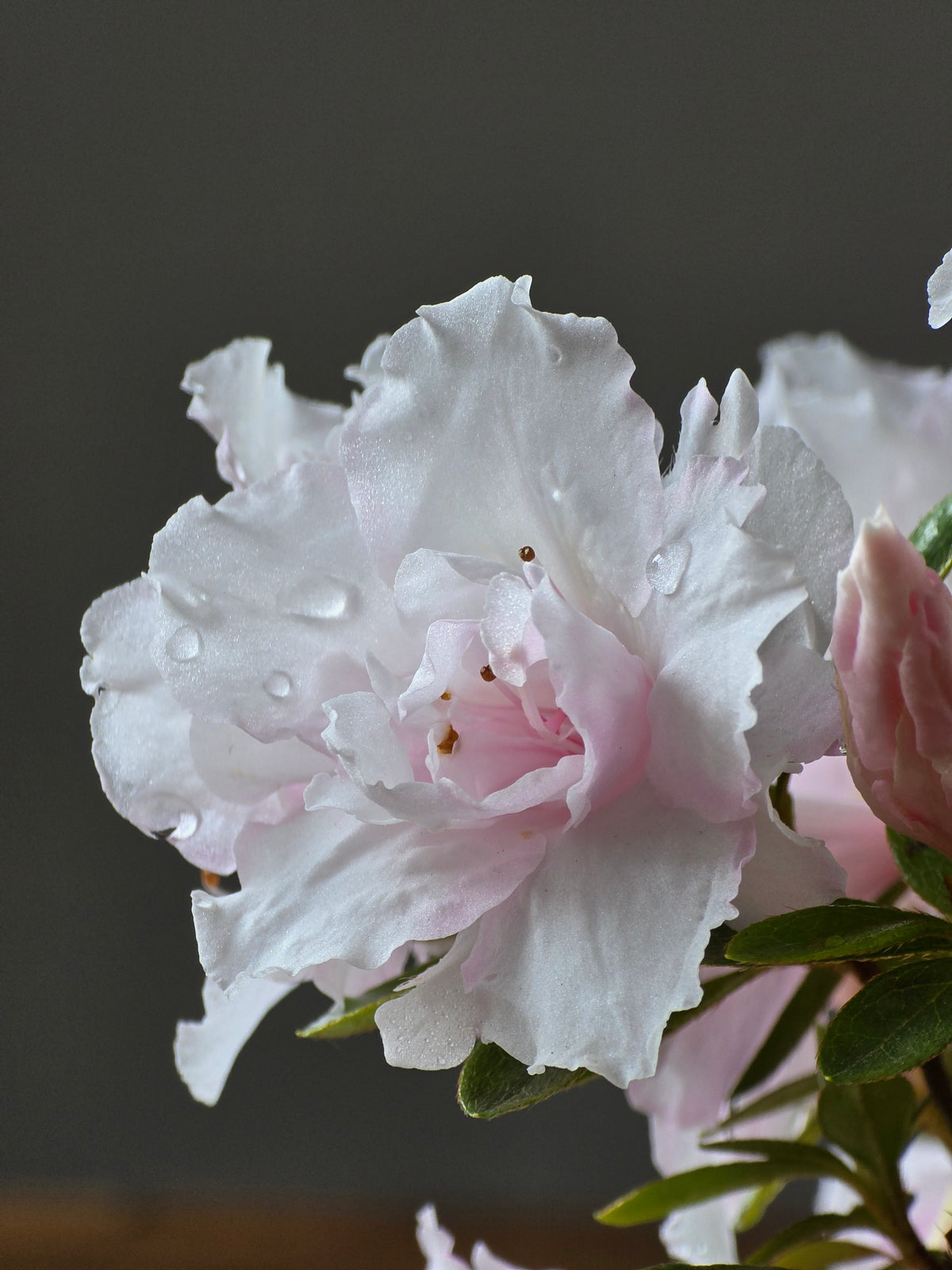 Azalea Bonsai