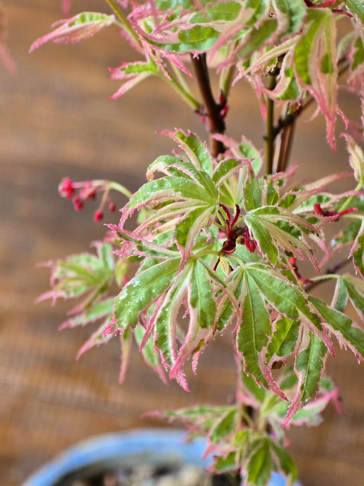 Butterfly Japanese Maple with handmade pot