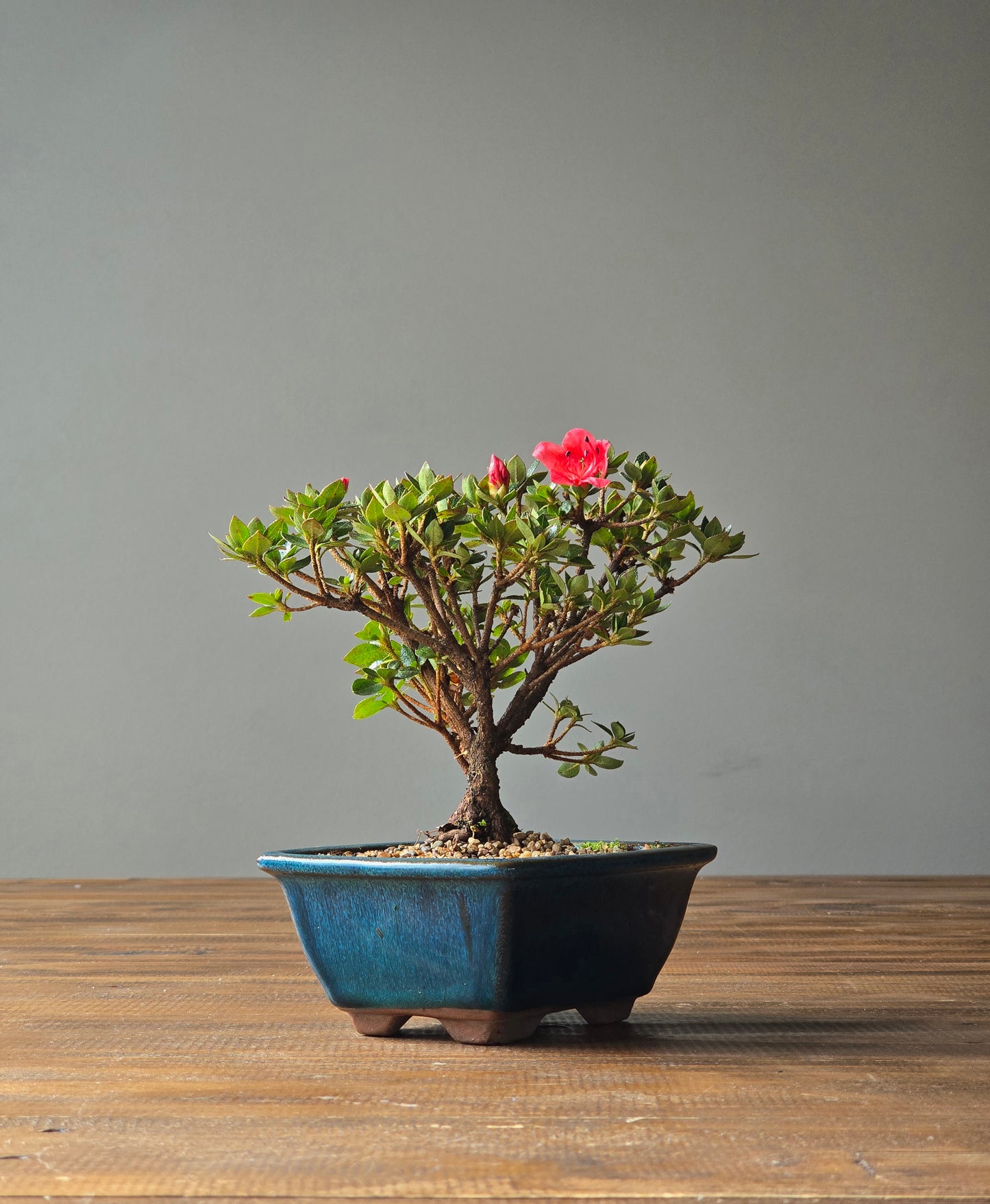 Kurume Azalea Bonsai