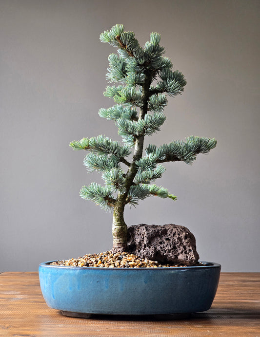 Large Atlantic Blue Cedar Bonsai (PICKUP ONLY)