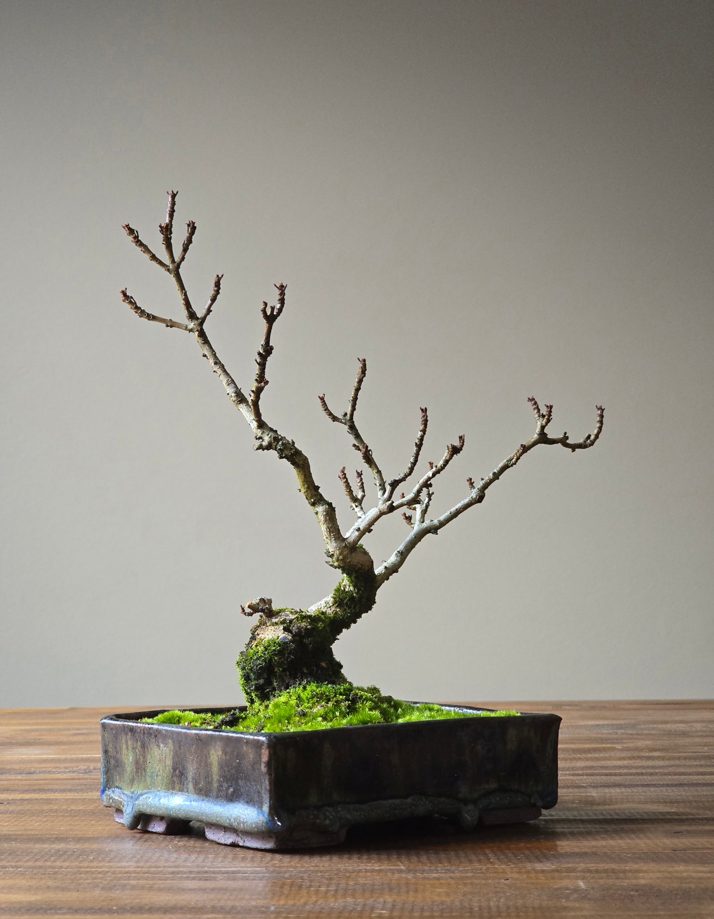 Desert Ash Bonsai, handmade pot