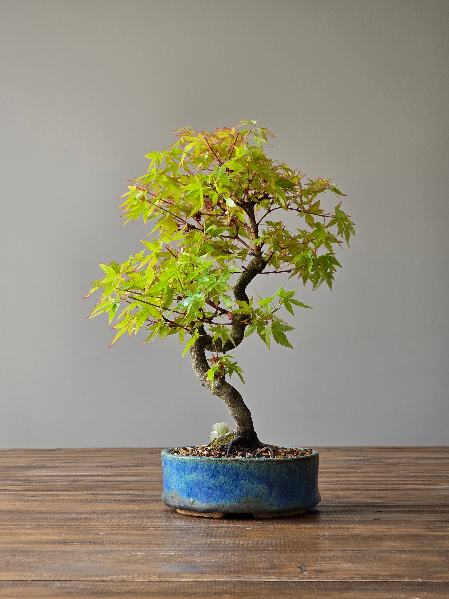 Coral Bark Japanese Maple with handmade pot