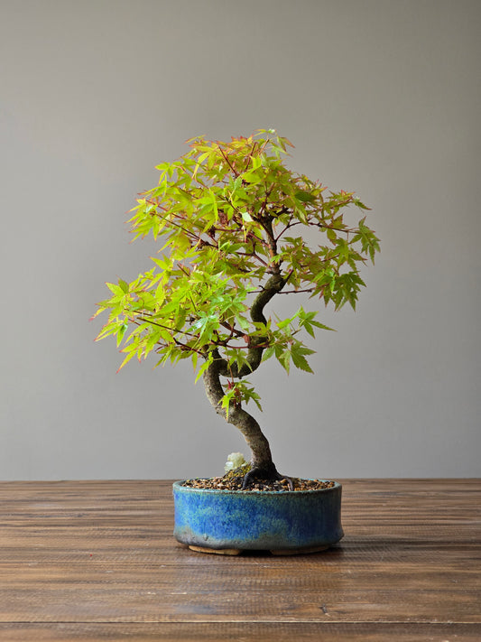Coral Bark Japanese Maple with handmade pot