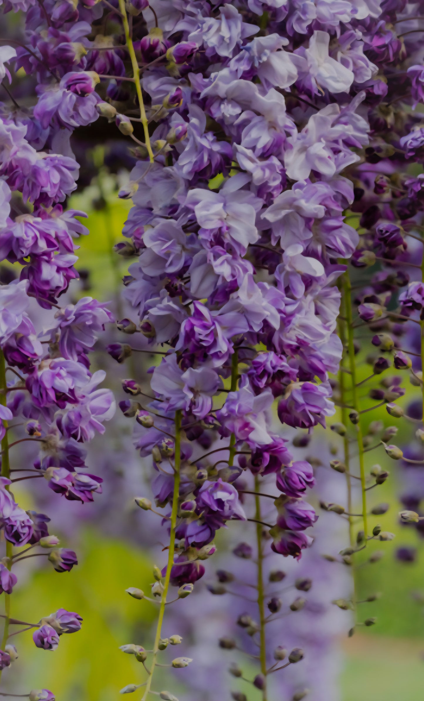 Japanese Wisteria - Violacea Plena ( Lay-by Available)