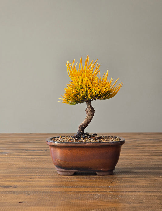 Mame Pinus Mugo - Winter Gold