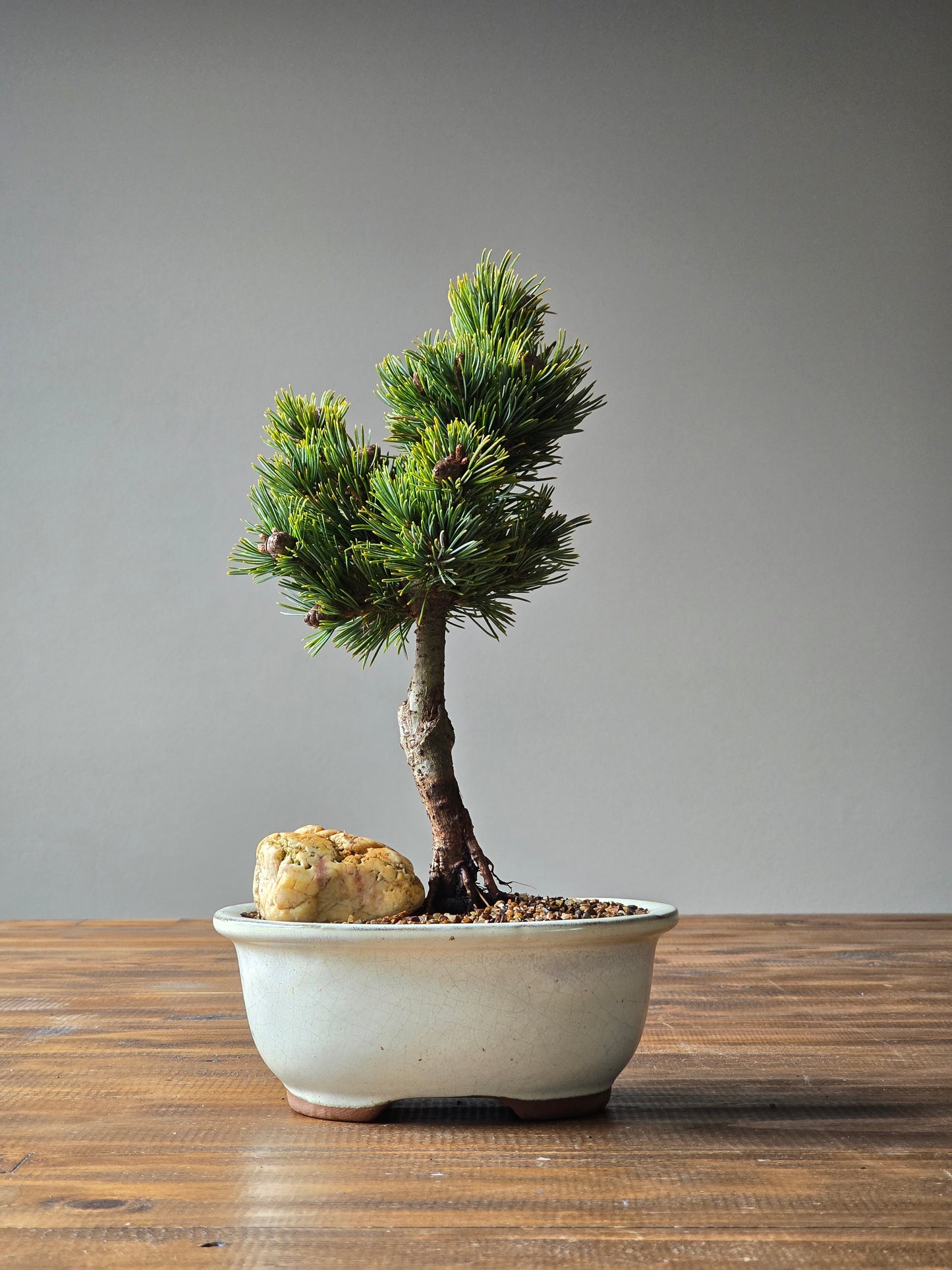 Japanese White Pine - Hagoromo #03