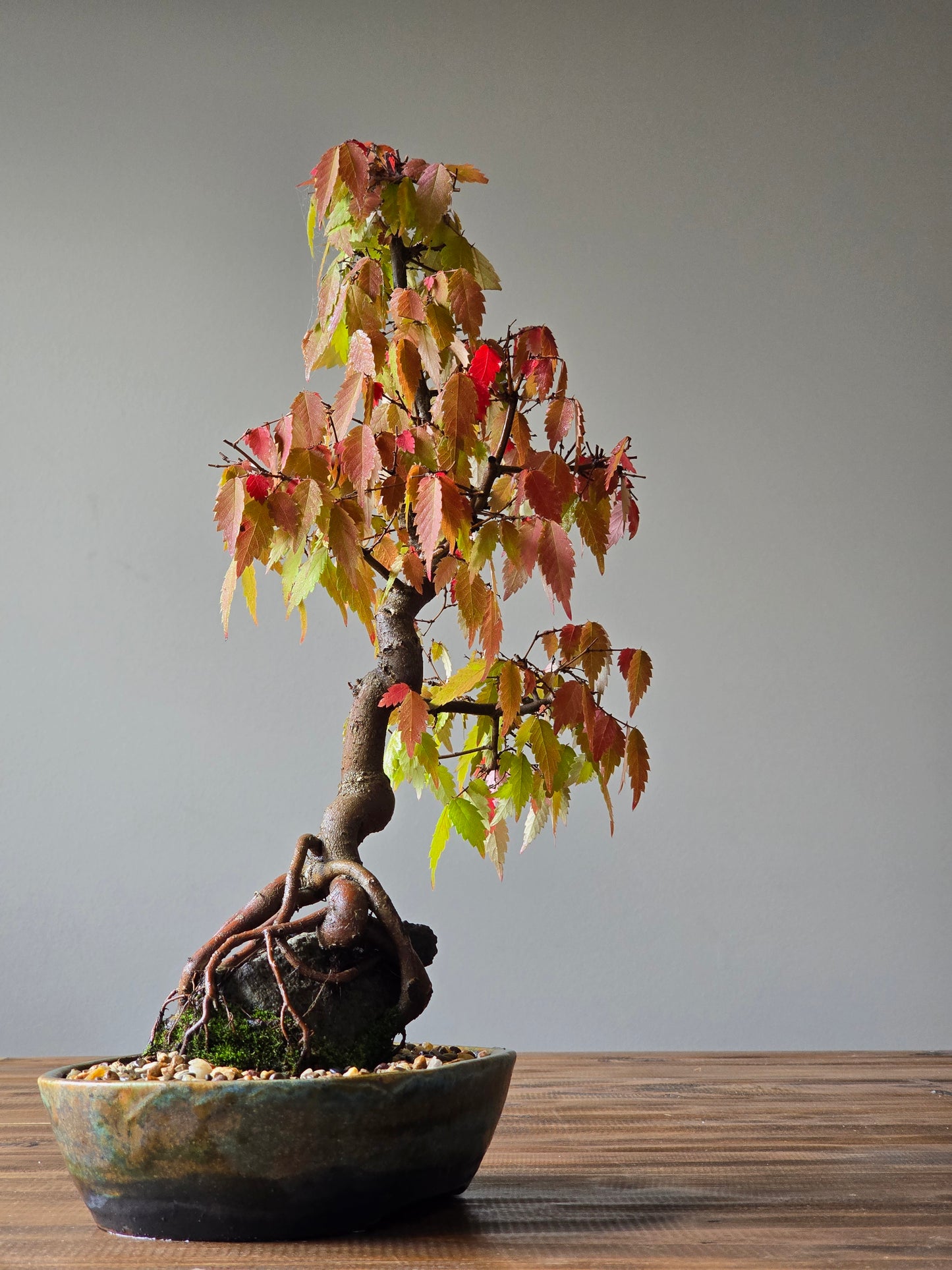 Root-Over-Rock Japanese Elm Bonsai, handmade pot