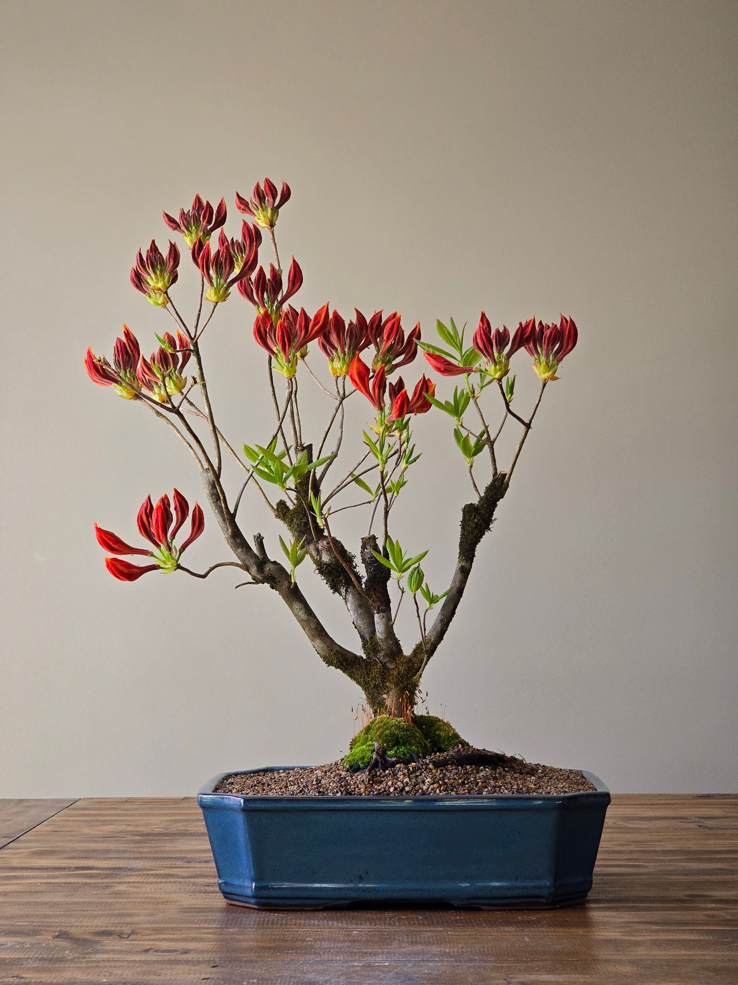 Large Azalea "GoldenEagle" (Pickup Only)